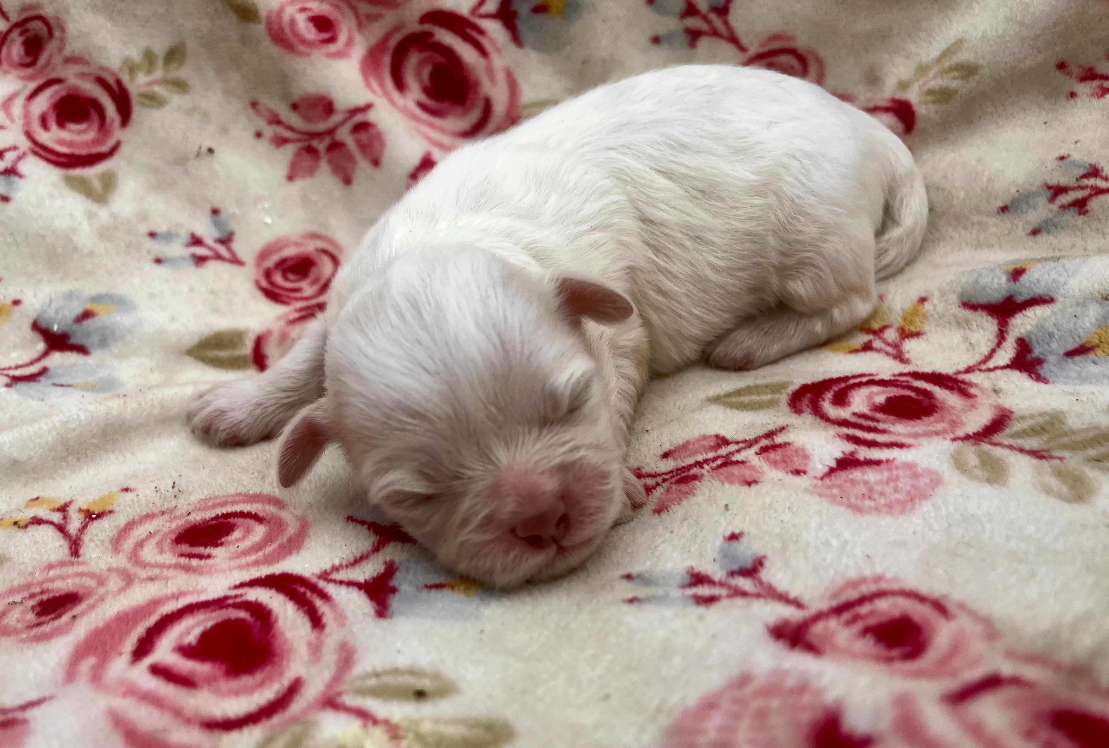 Peppermint  – Shih Tzu puppy for sale in Ravenswood, WV