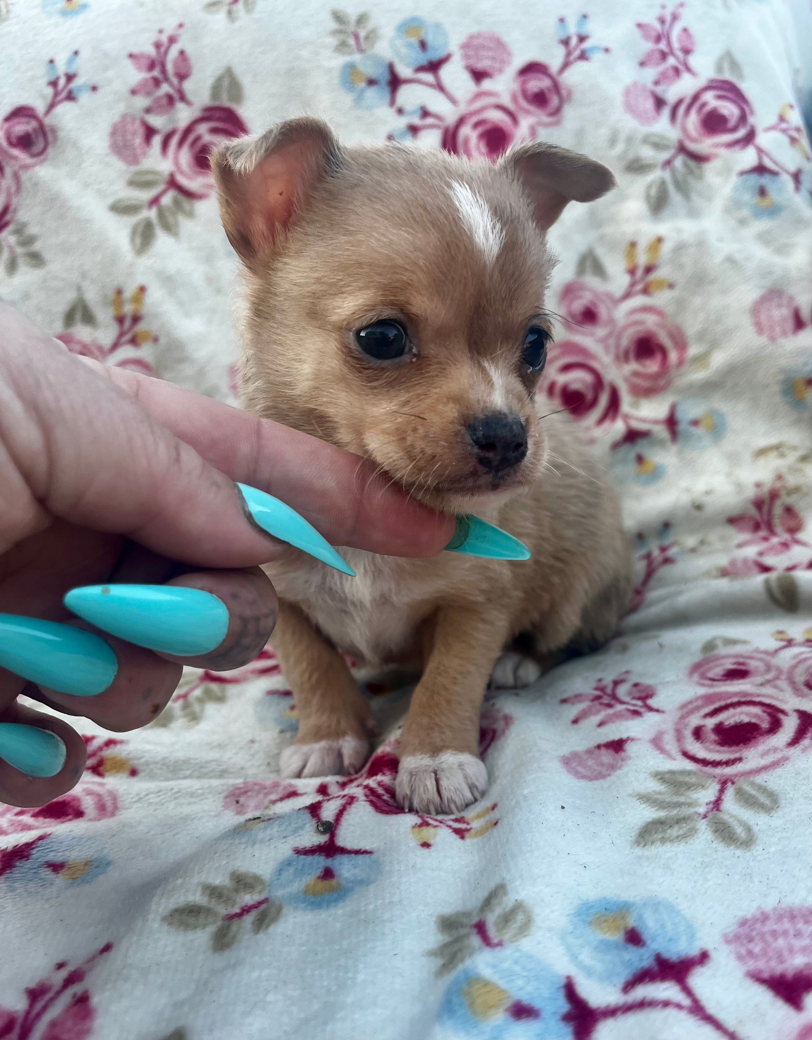 Dixie  – Chihuahua puppy for sale in Ravenswood, WV