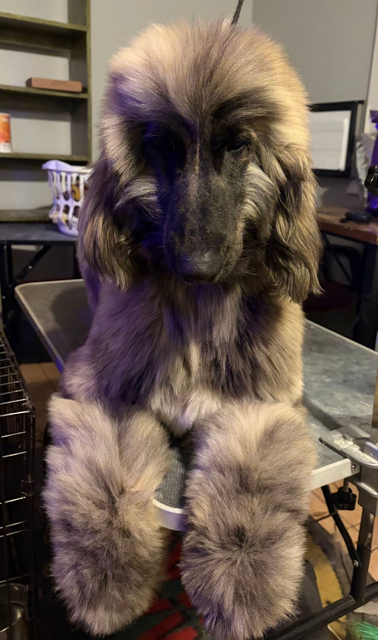 Trooper – Afghan Hound puppy for sale in Edmonton, KY
