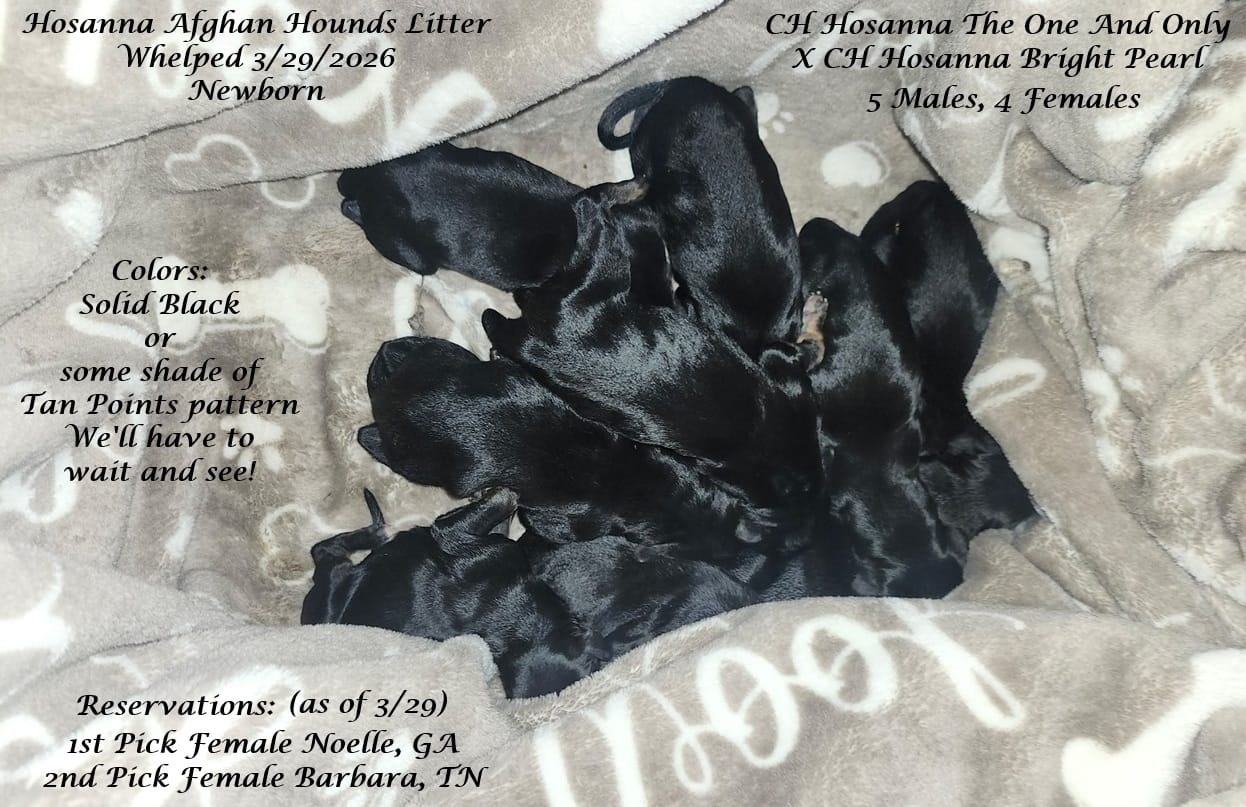 3rdPicGirl – Afghan Hound puppy for sale in Edmonton, KY