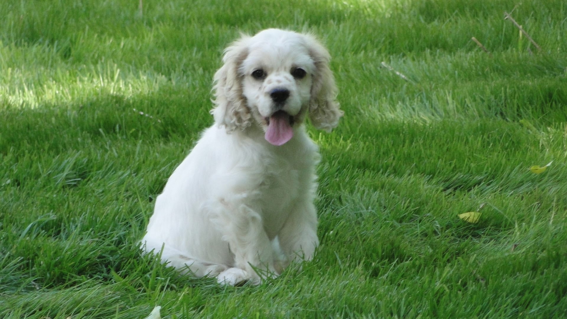 Levi – Cocker Spaniel puppy for sale in Jefferson City, MO