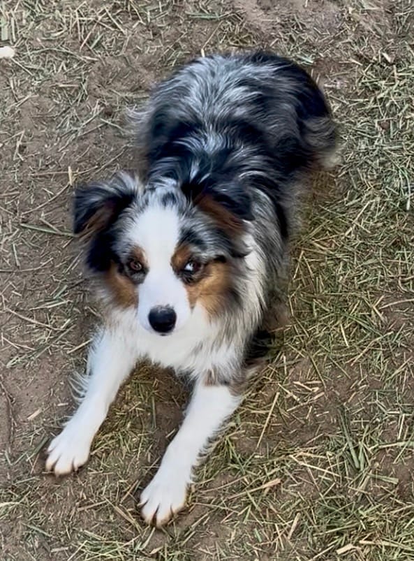 Harlee – Toy Australian Shepherd puppy for sale in Fort Morgan, CO