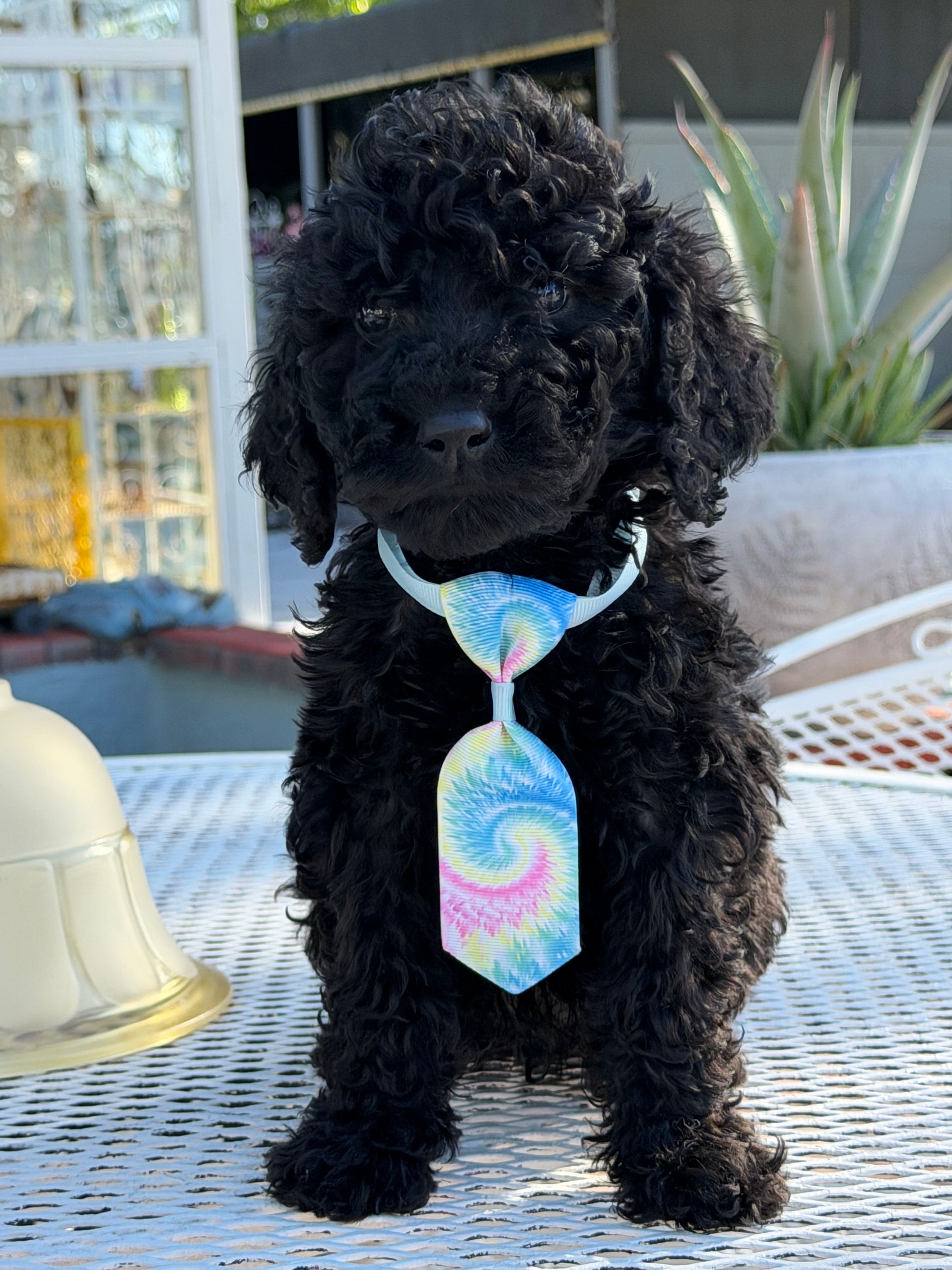 Leo  – Goldendoodle puppy for sale in Mojave, CA