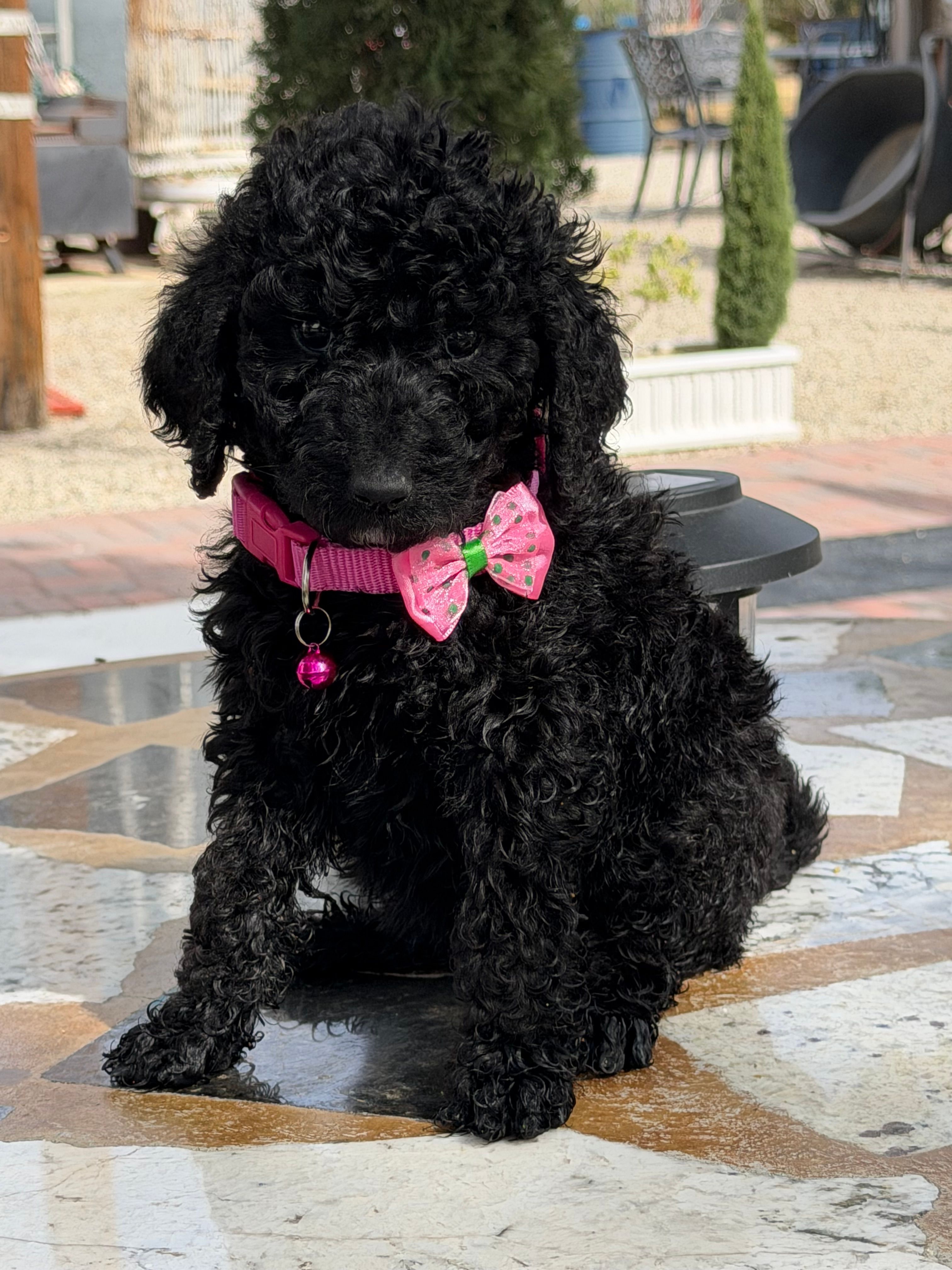  Jackie – Goldendoodle puppy for sale in Mojave, CA