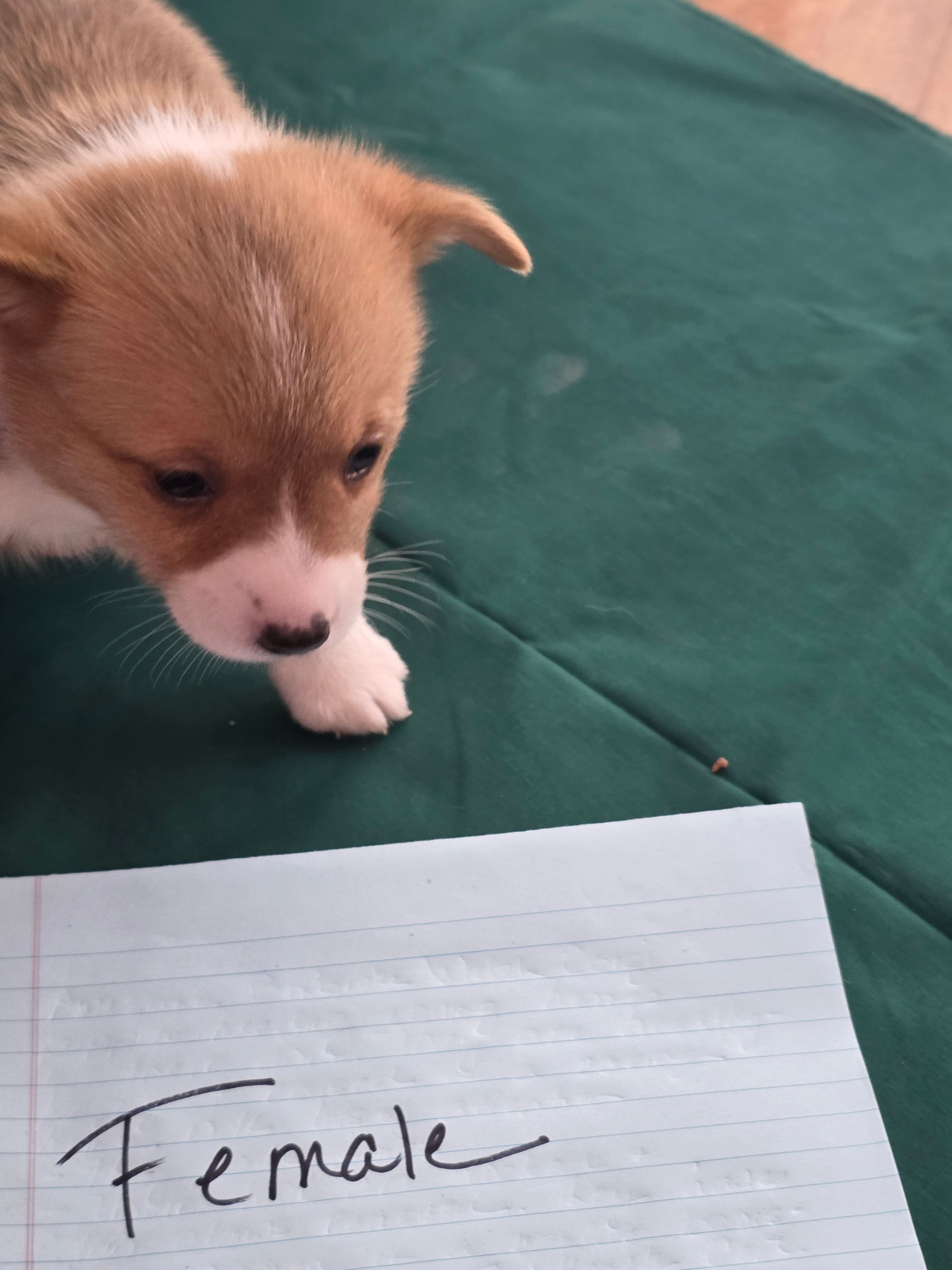 Purple Collar – Pembroke Welsh Corgi puppy for sale in O'Brien, FL