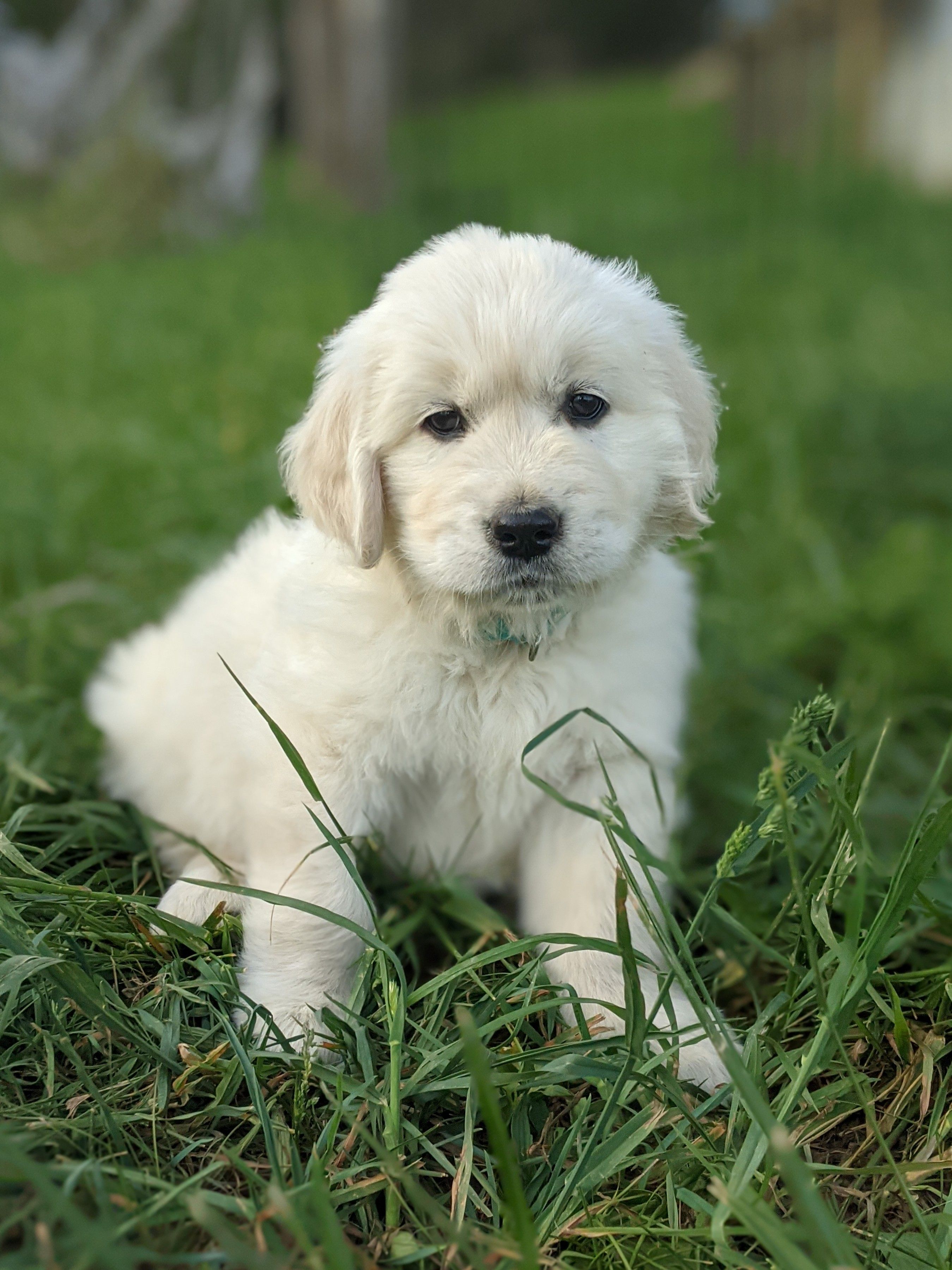Star – English Cream Golden Retriever puppy for sale in Rutherfordton, NC
