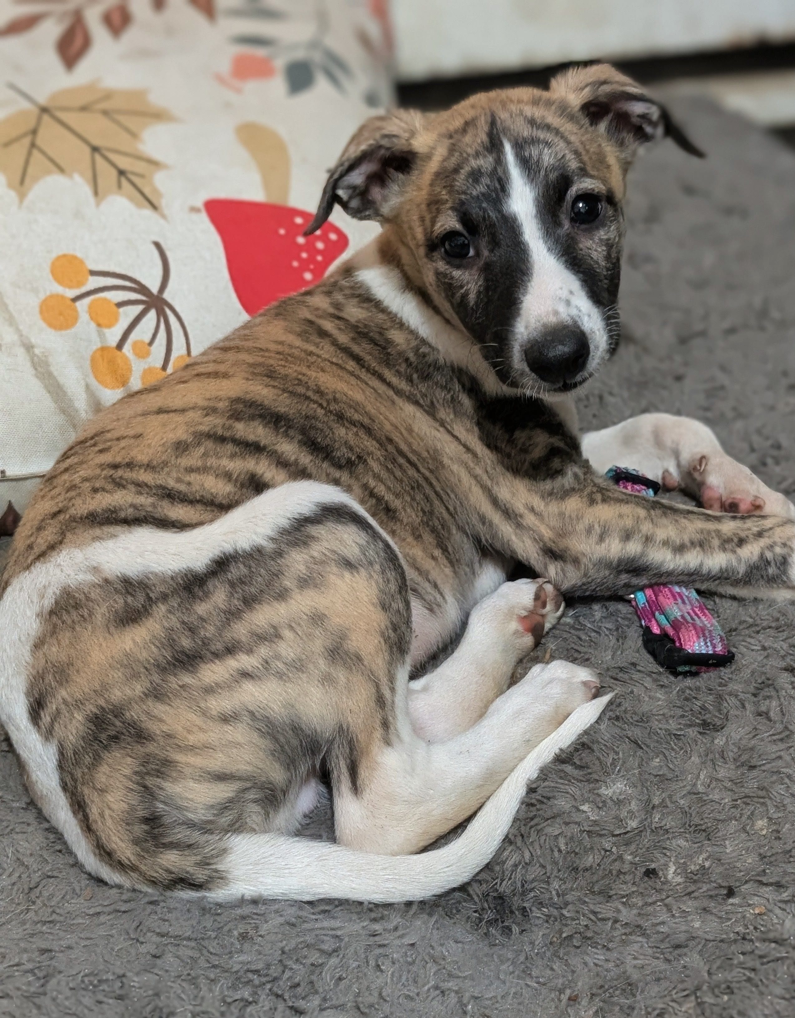 Jaxx – Whippet puppy for sale in Rutherfordton, NC
