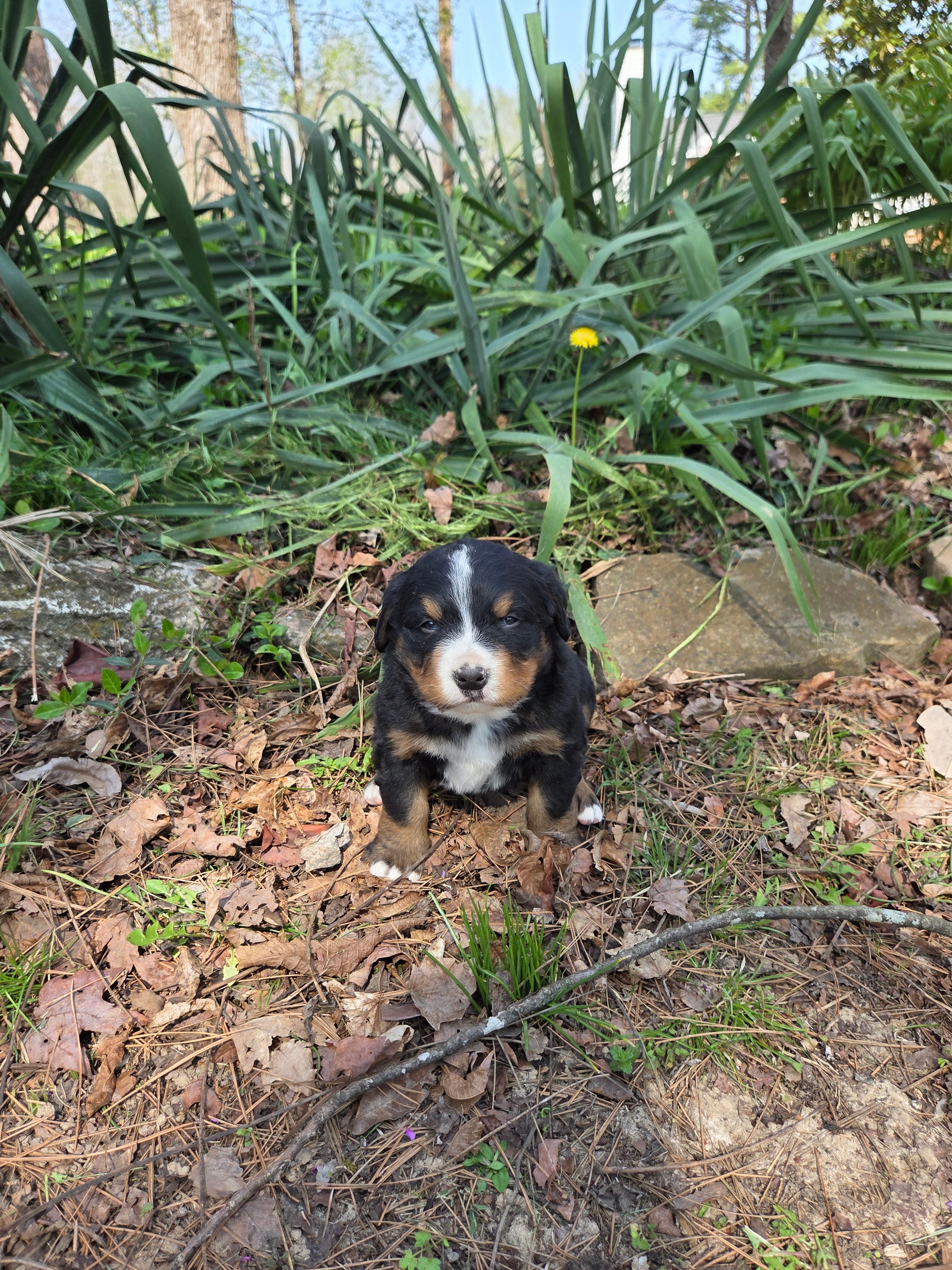 AMELIA'S AKC HAWK  – Bernese Mountain Dog puppy for sale in Piedmont, MO