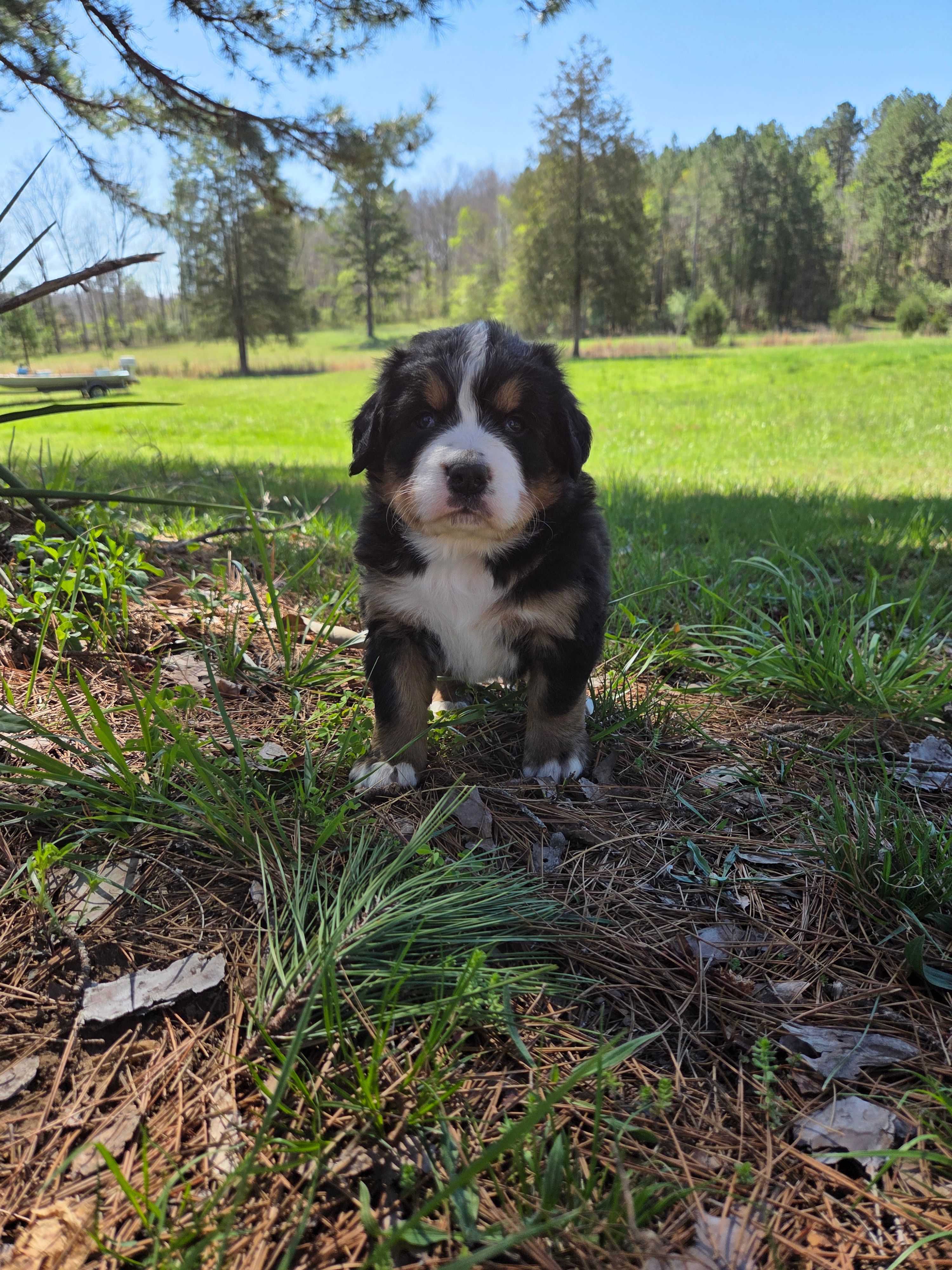 AMELIA'S AKC CRYSTAL  – Bernese Mountain Dog puppy for sale in Piedmont, MO
