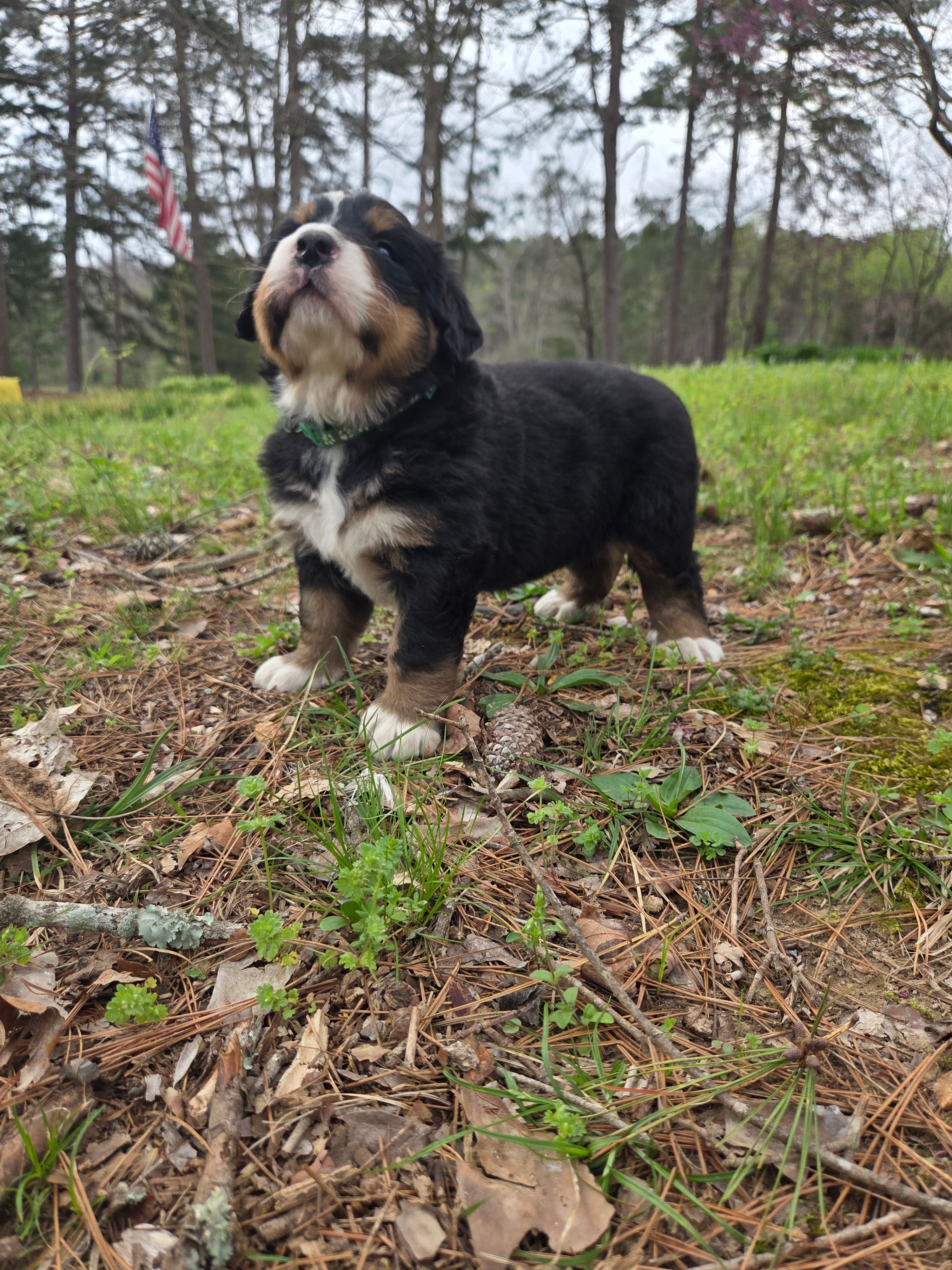 AMELIA'S AKC ASPEN  – Bernese Mountain Dog puppy for sale in Piedmont, MO
