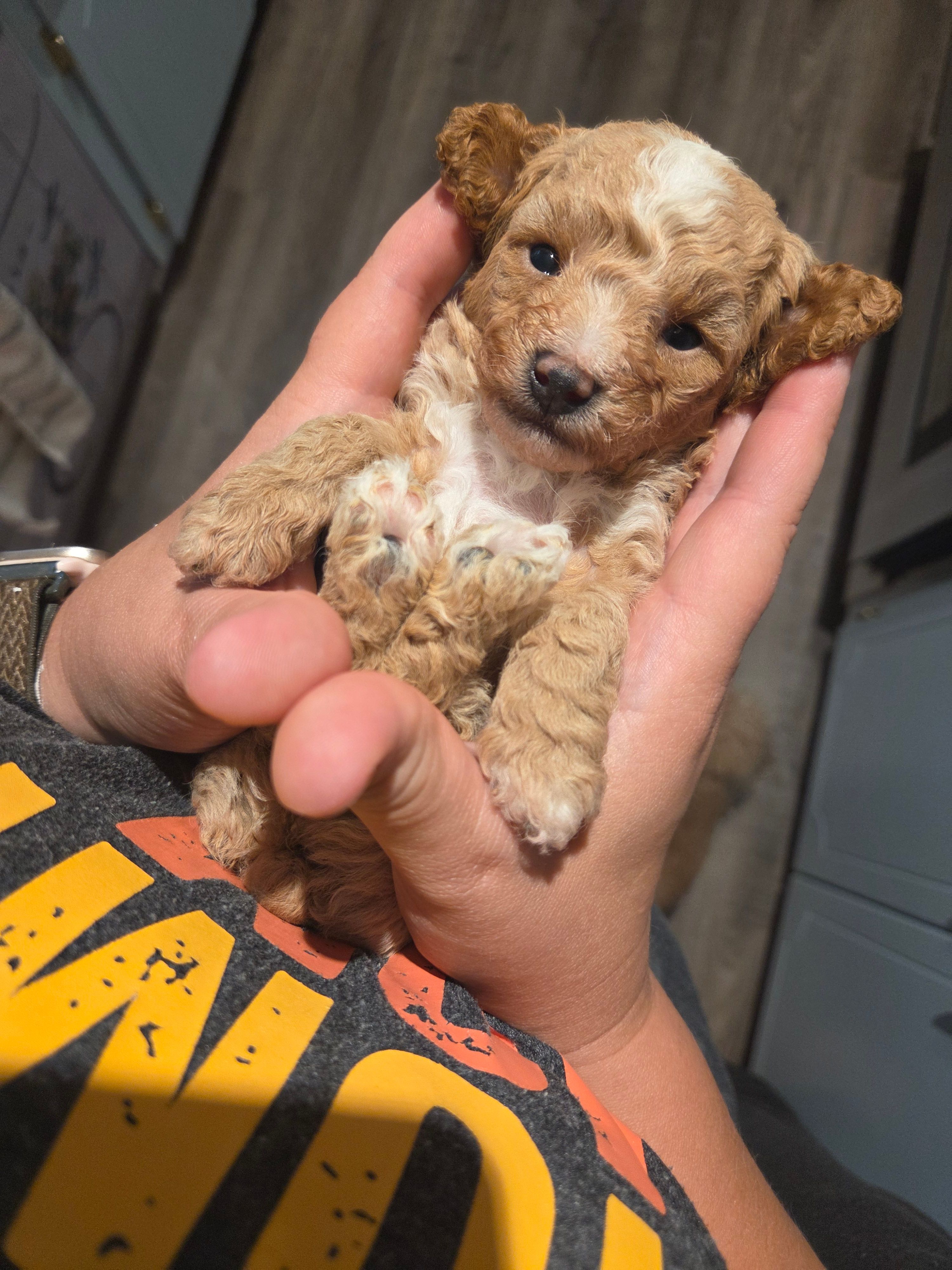 AKC Cedar – Poodle - Toy  puppy for sale in Habersham, GA