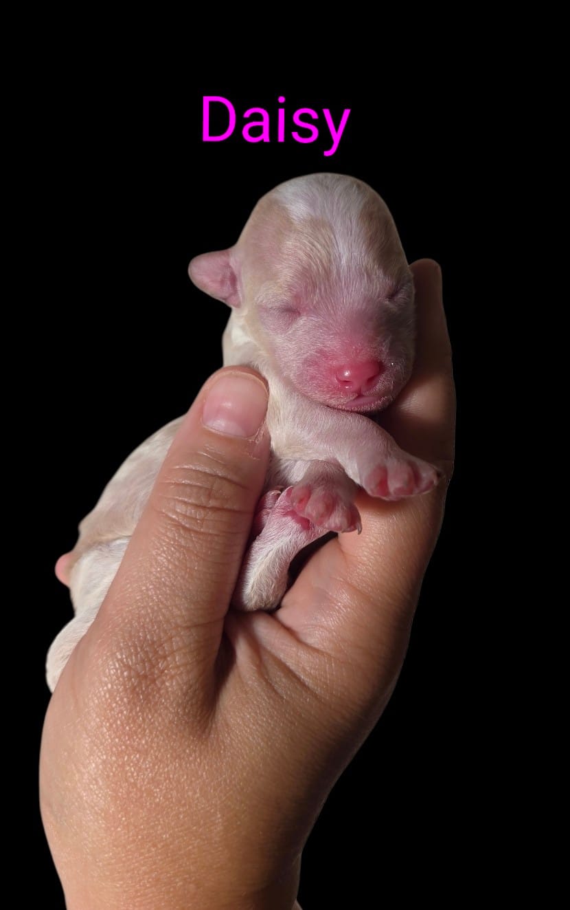 AKC Daisy – Poodle - Toy  puppy for sale in Habersham, GA