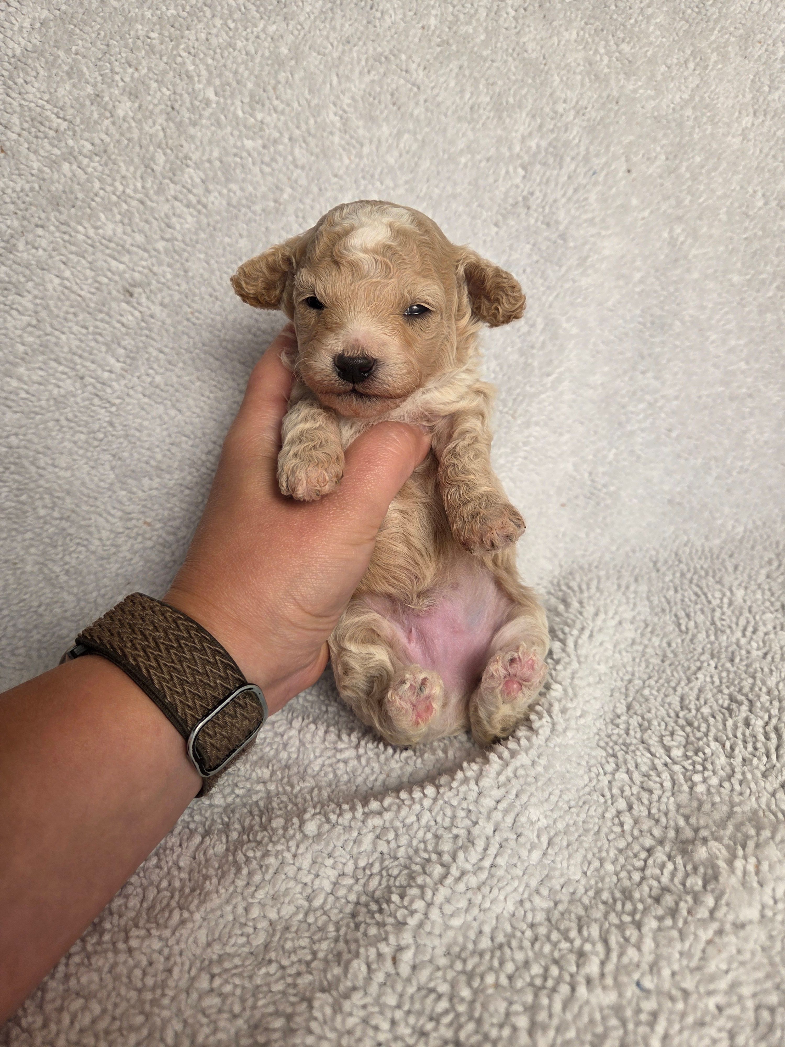 AKC Sage – Poodle - Toy  puppy for sale in Habersham, GA