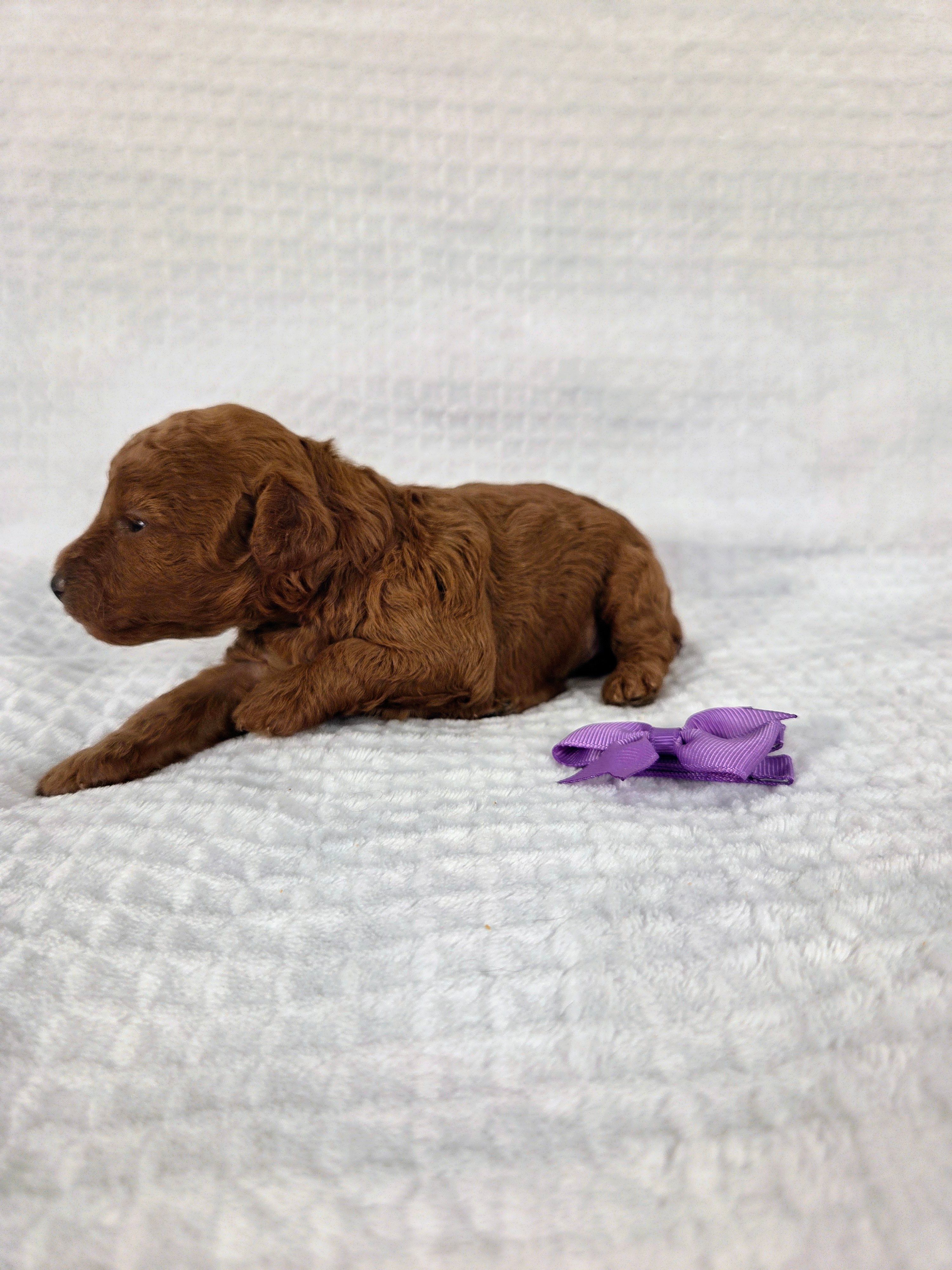 Grace AKC – Poodle - Toy  puppy for sale in Habersham, GA