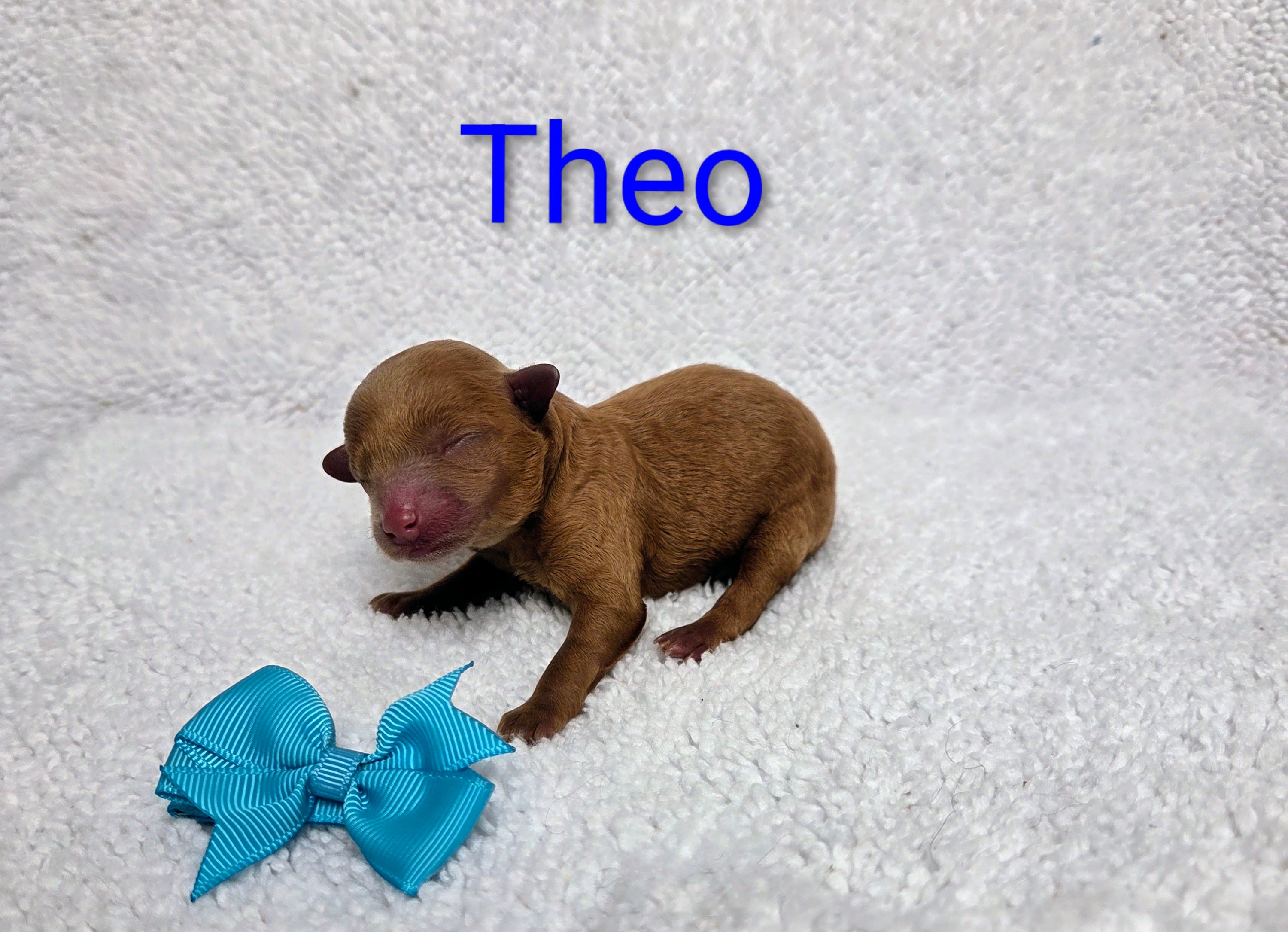 Theo – Poodle - Toy  puppy for sale in Habersham, GA