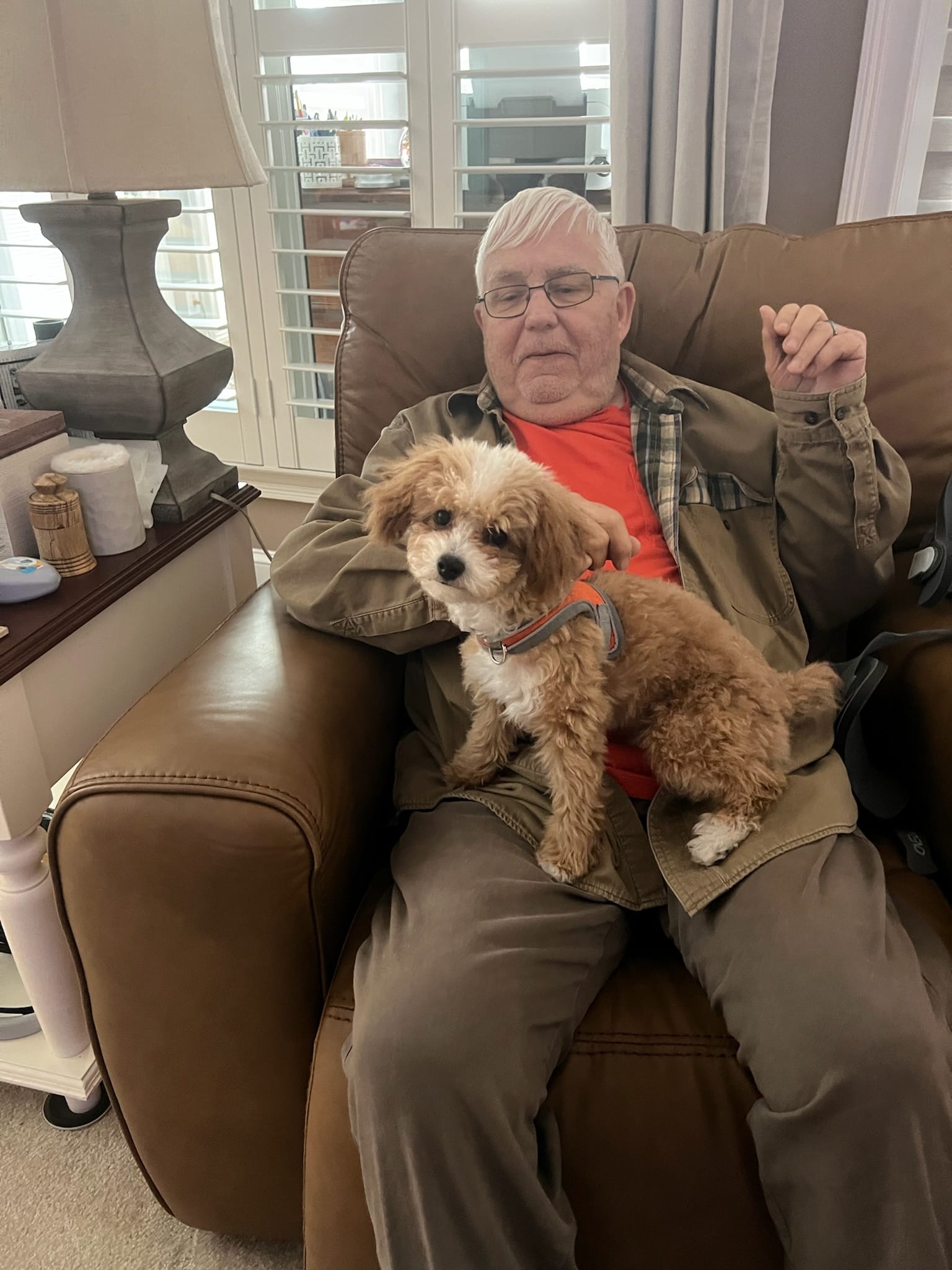 Lucy-AKC – Poodle - Toy  puppy for sale in Habersham, GA