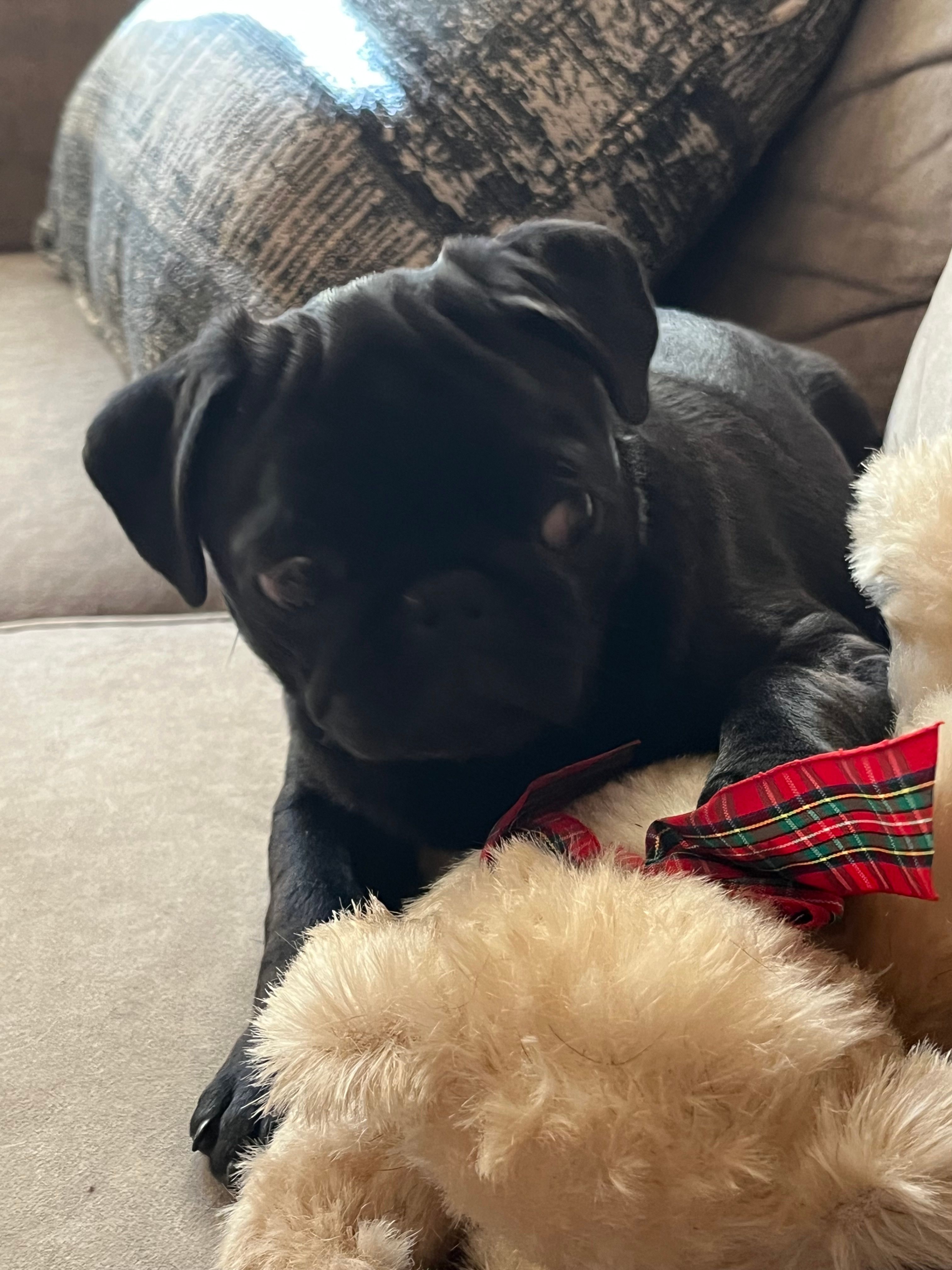 Sweetie Girl – Pug puppy for sale in Kansas City, KS