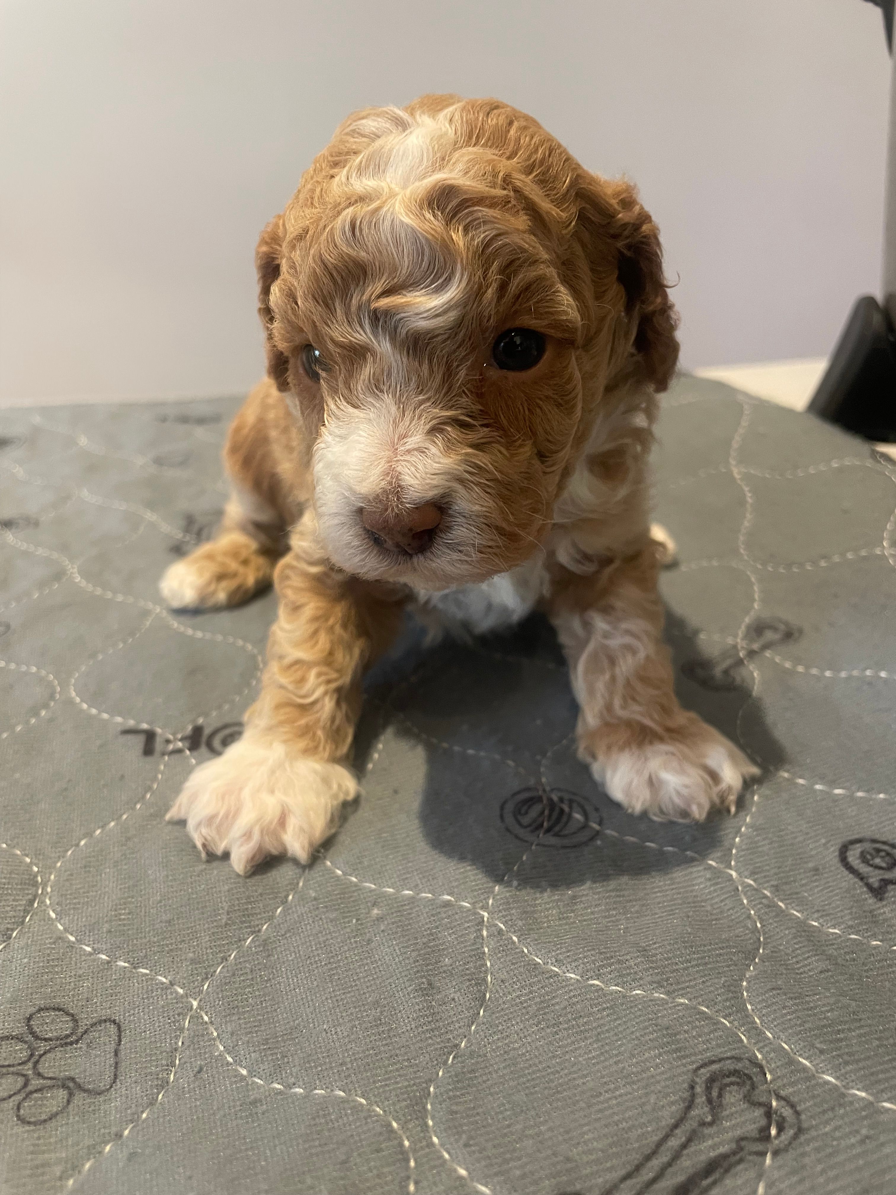 Roxy – Poodle - Miniature  puppy for sale in Clementon, NJ
