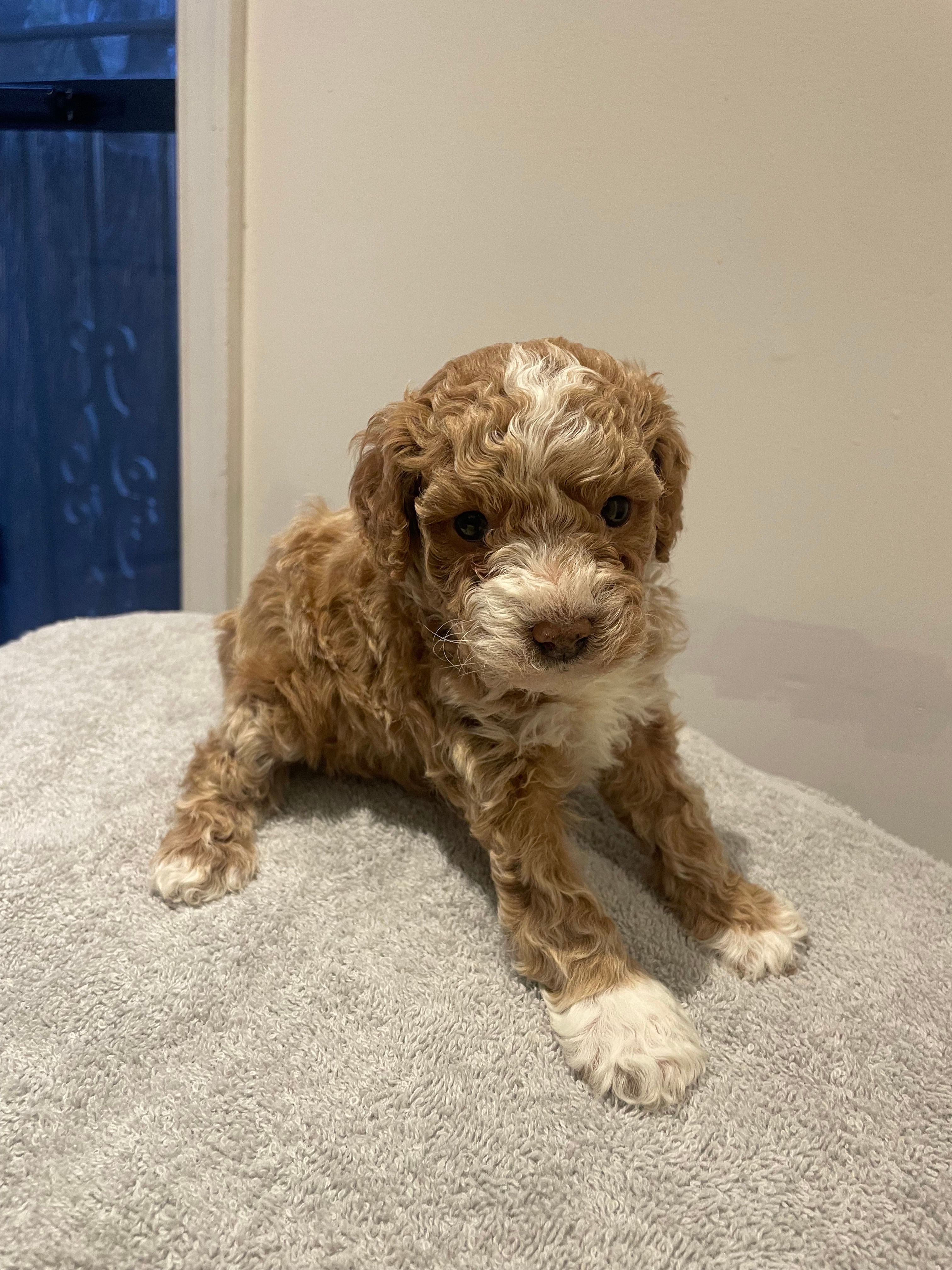 Roxy – Poodle - Miniature  puppy for sale in Clementon, NJ