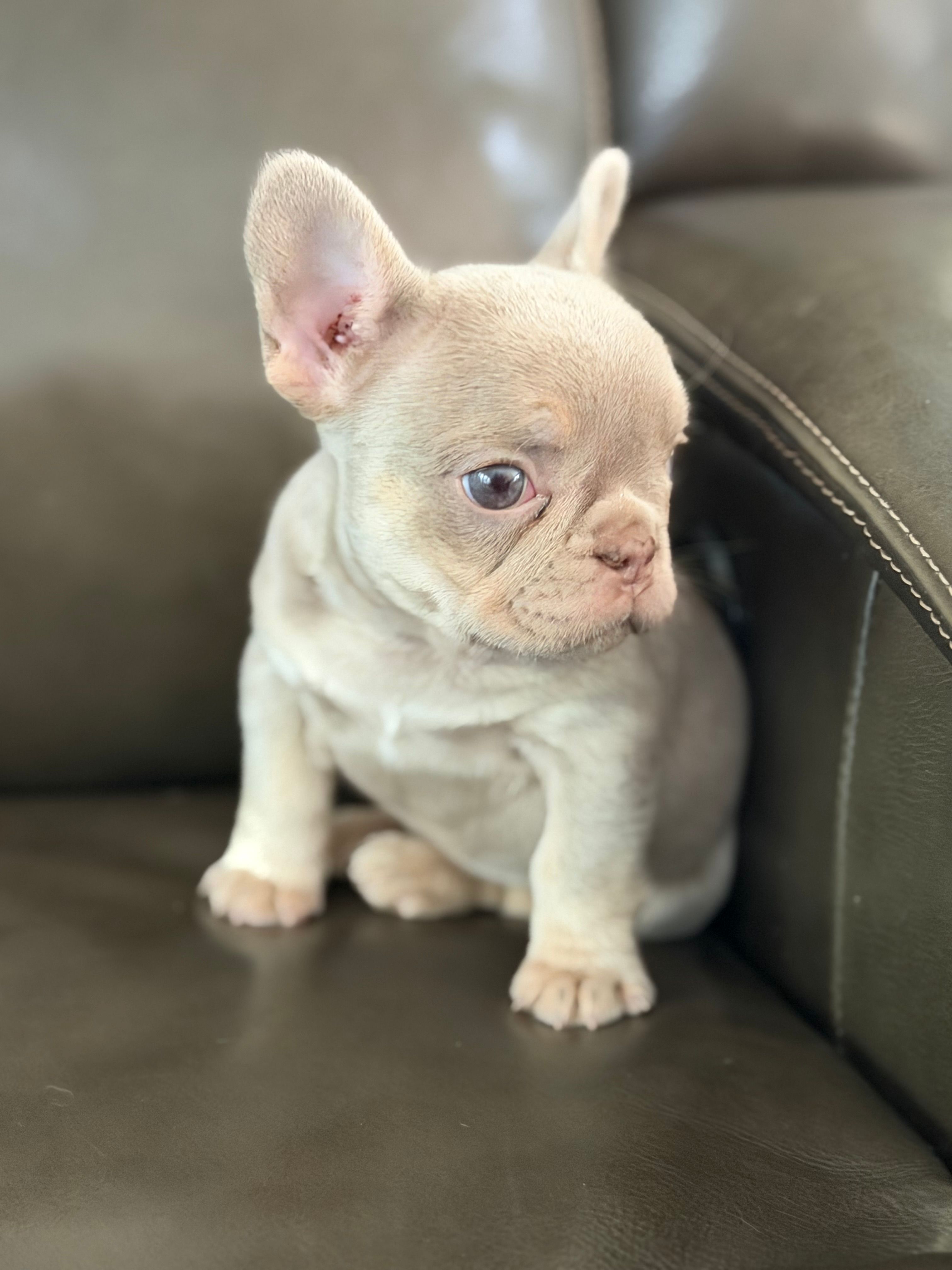 New shade  – French Bulldog puppy for sale in Bridgeville, DE