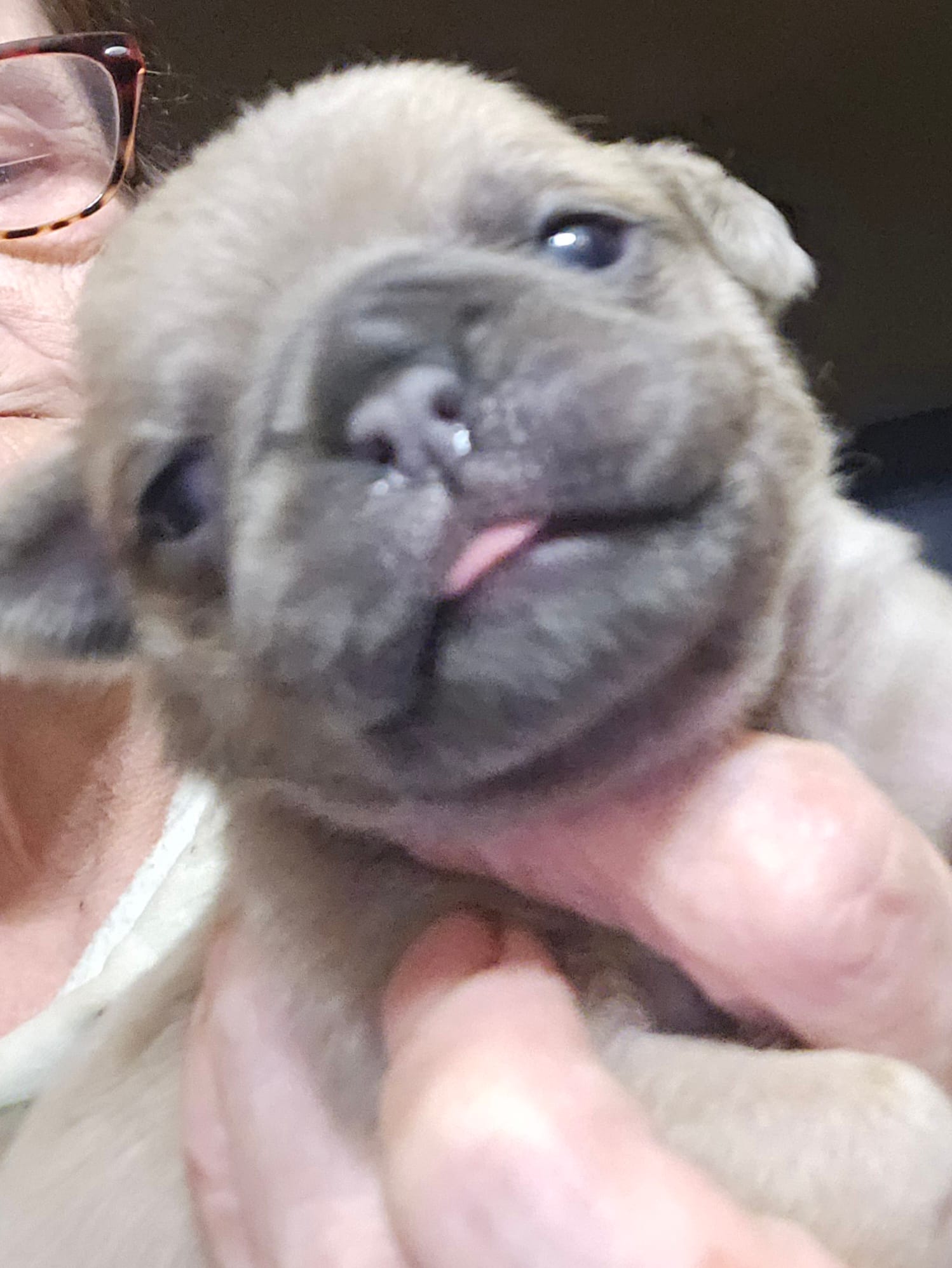 Happy – Pug puppy for sale in Jacksonville, NC