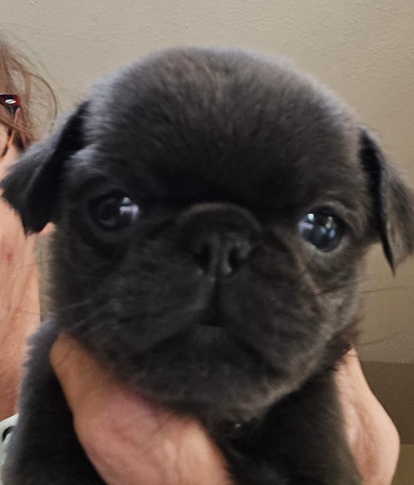 Sky – Pug puppy for sale in Jacksonville, NC