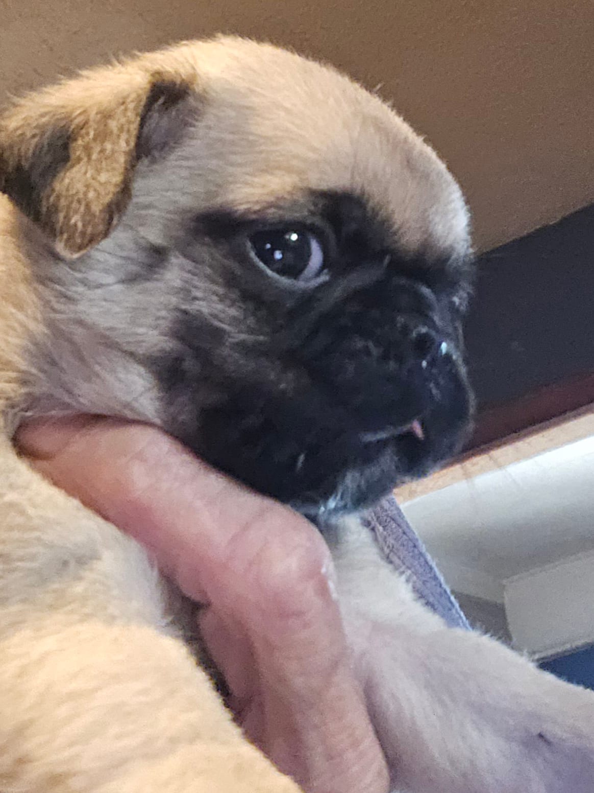 Skipper – Pug puppy for sale in Jacksonville, NC