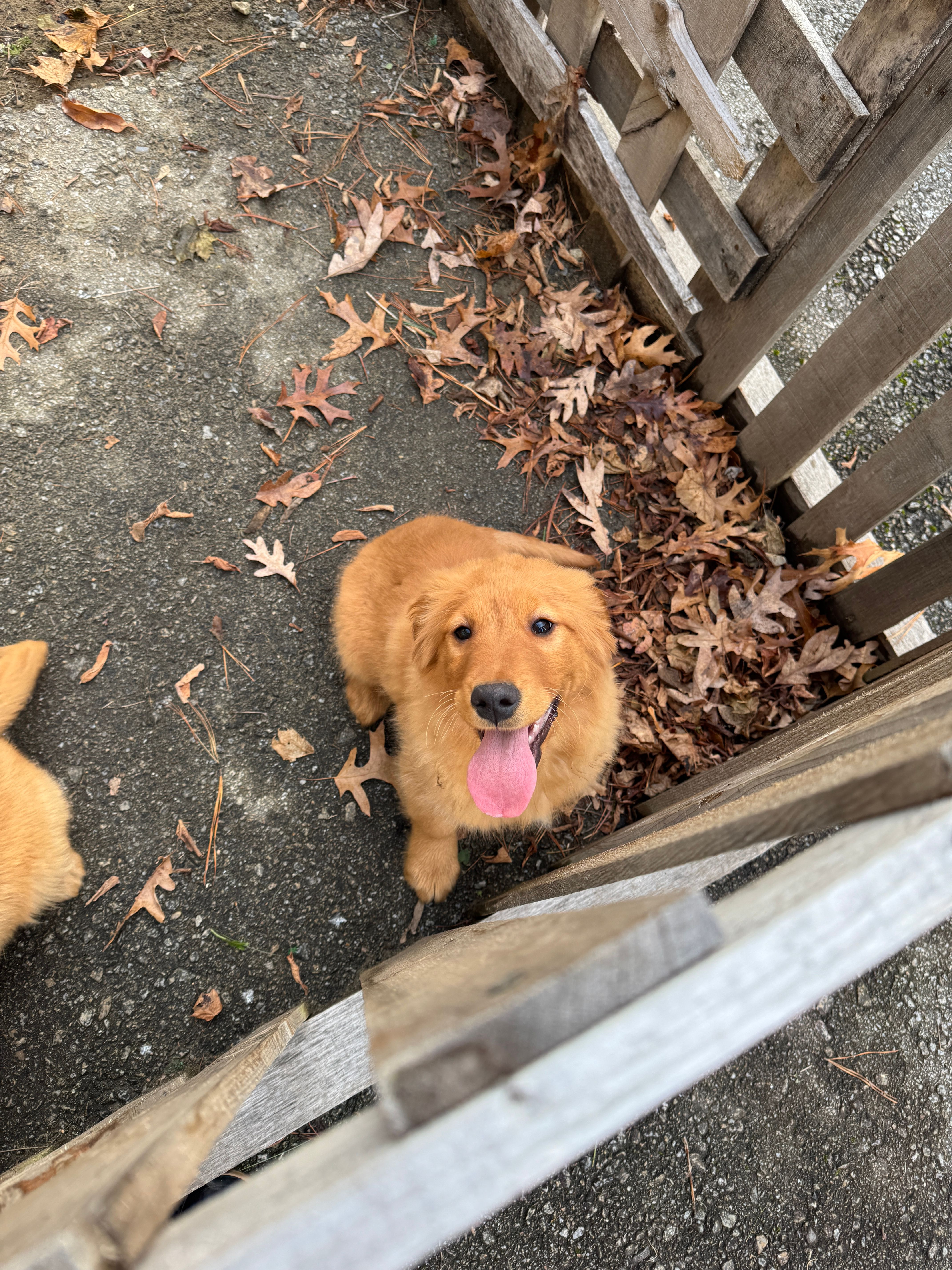 Bella – Golden Retriever puppy for sale in Hollis, NH