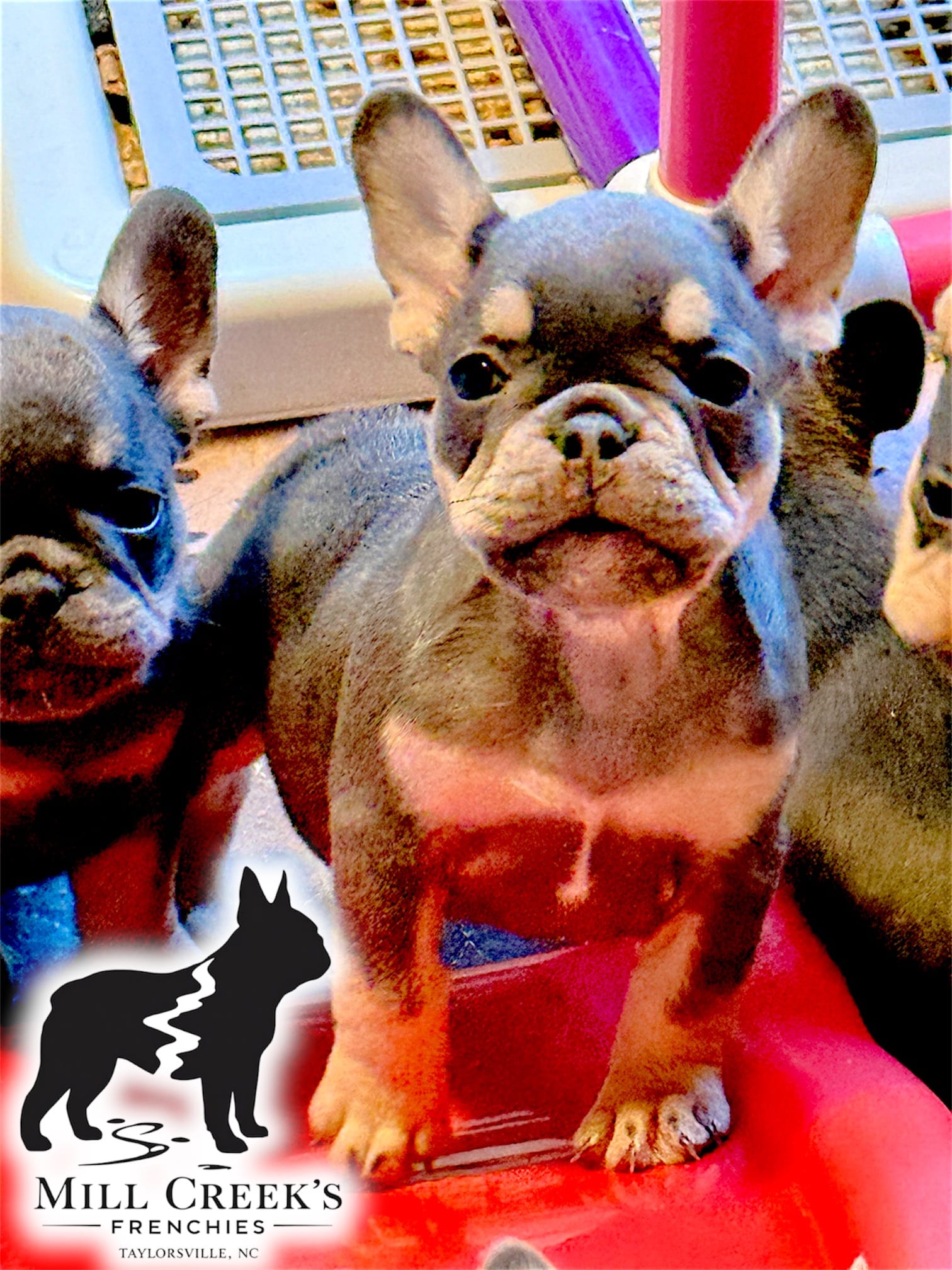 AKC Corine – French Bulldog puppy for sale in Taylorsville, NC