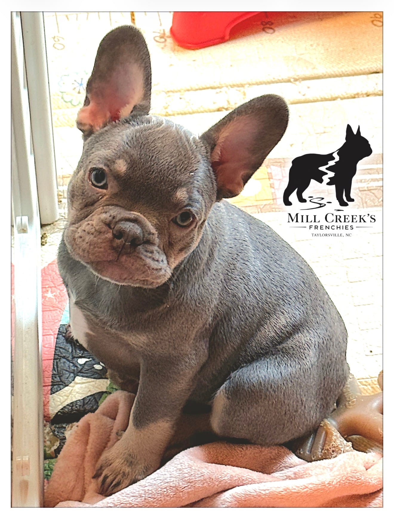 Freya – French Bulldog puppy for sale in Taylorsville, NC