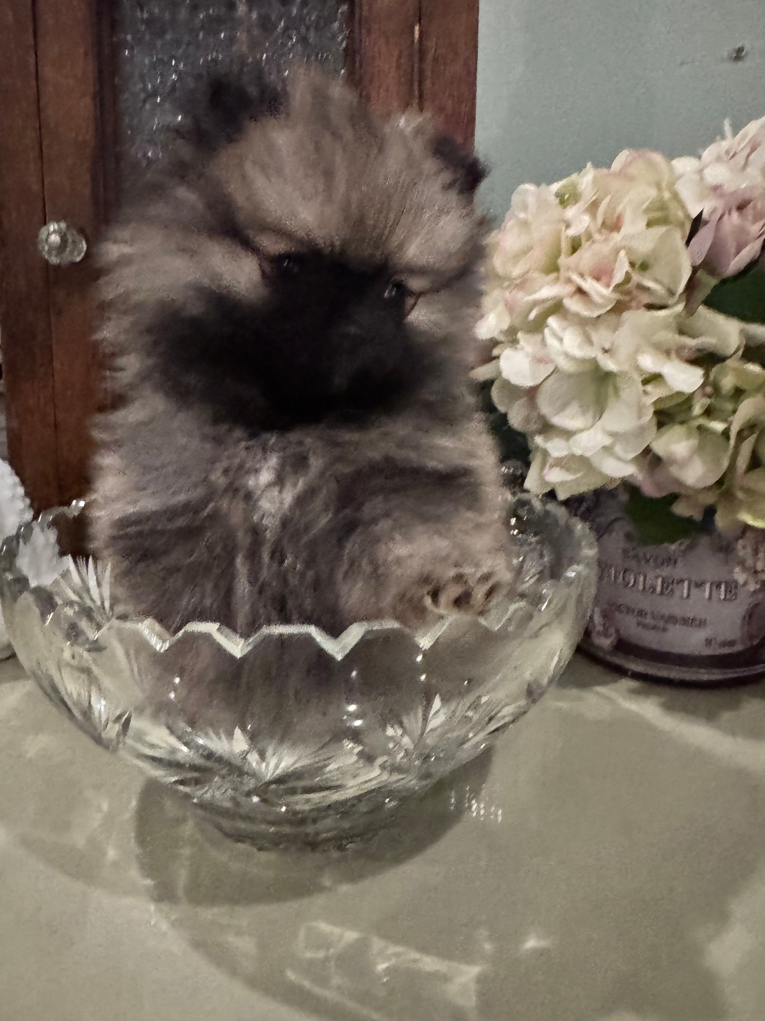 Lucy – Pomeranian puppy for sale in Chicago, IL