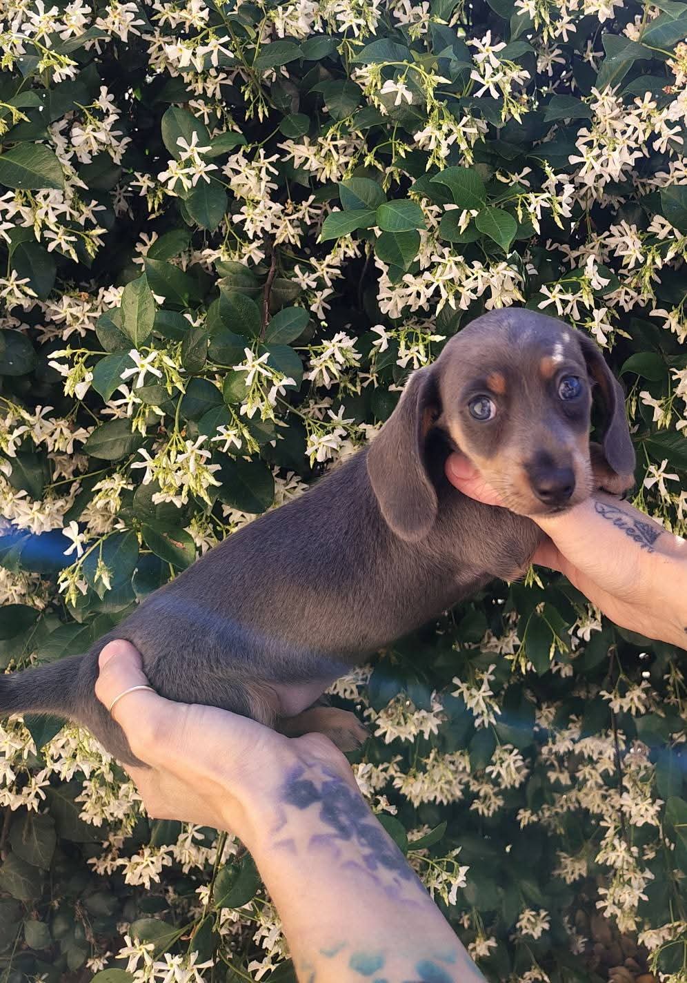 Blue & tan female – Miniature Dachshund puppy for sale in Riverside, CA