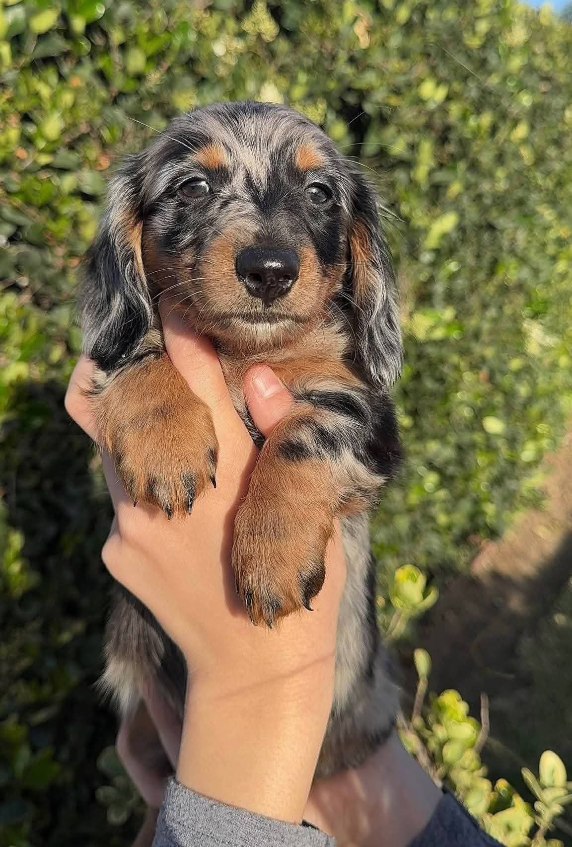 Longhair black & tan dapple male  – Miniature Dachshund puppy for sale in Riverside, CA