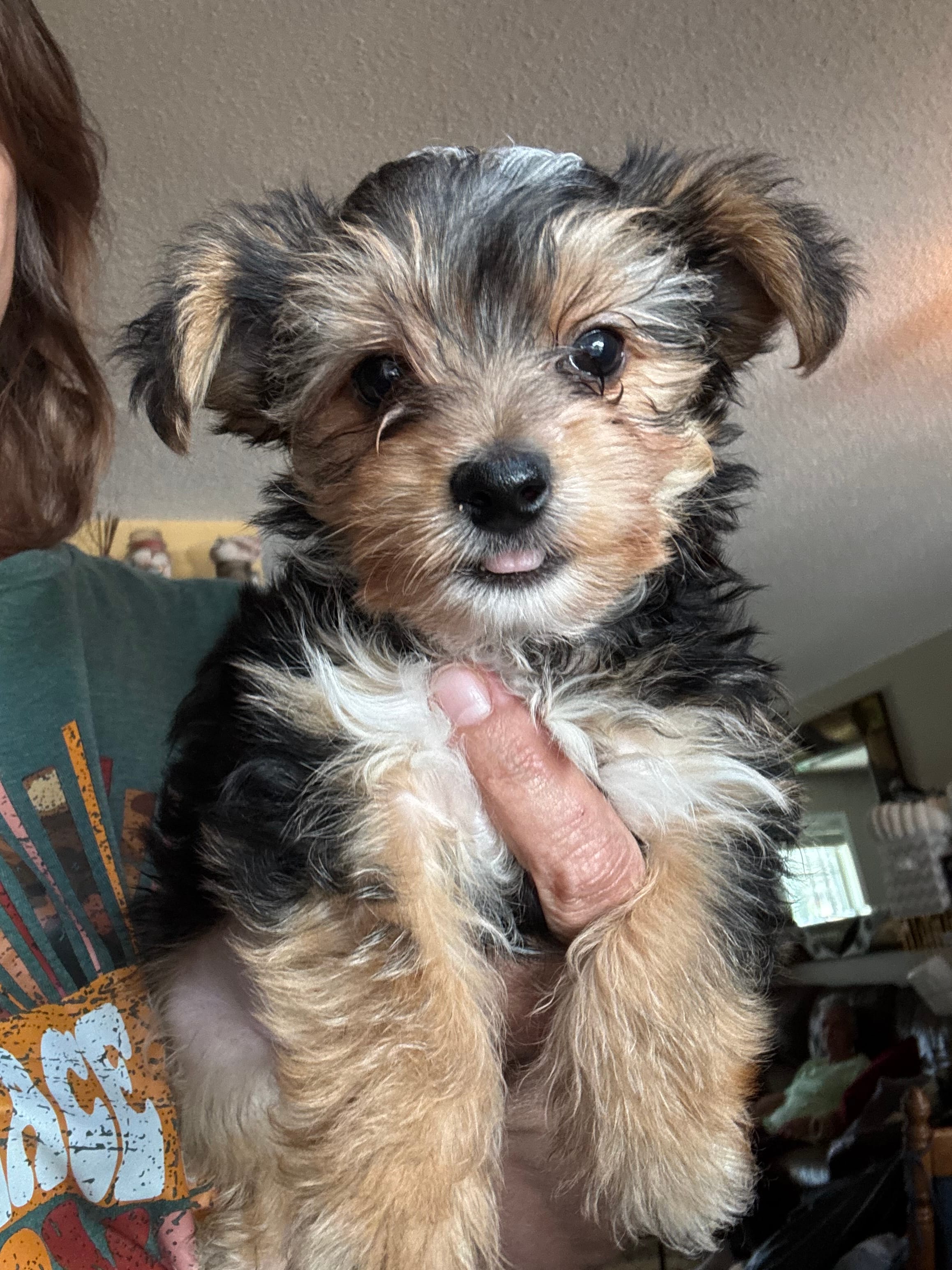 Baxter – Yorkshire Terrier puppy for sale in Hernando, MS