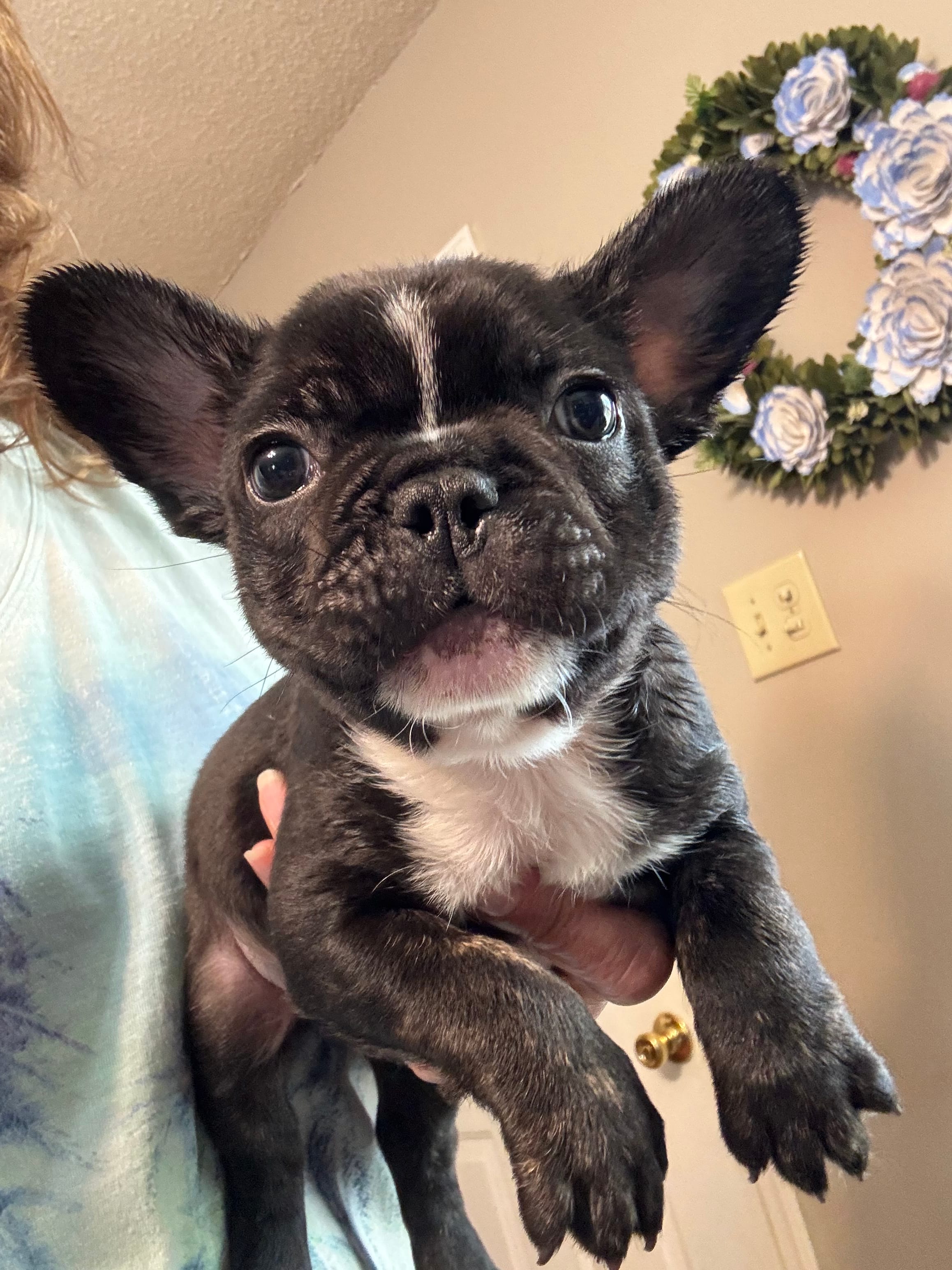Salem – French Bulldog puppy for sale in Hernando, MS
