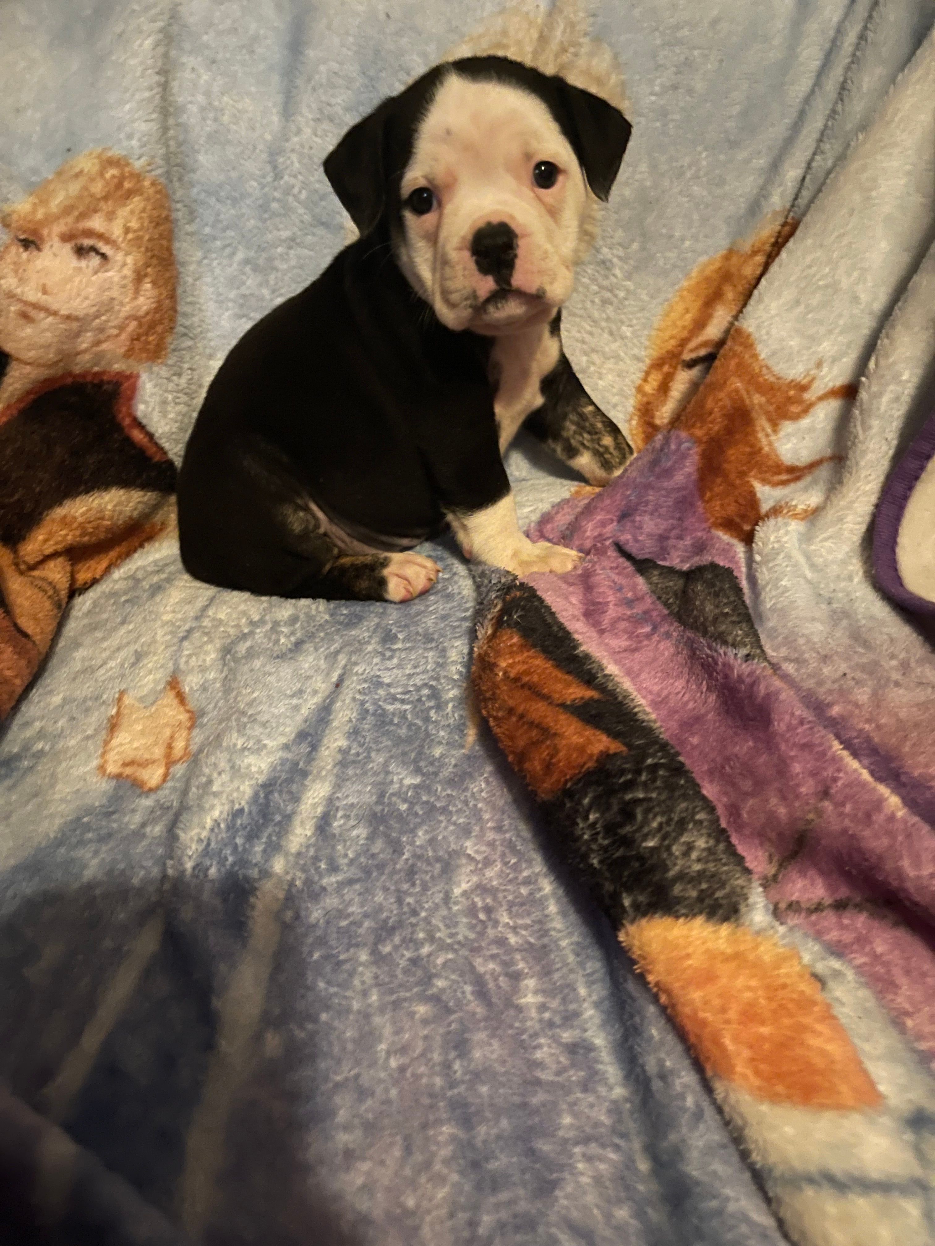 Barbies babies  – English Bulldog puppy for sale in Enfield, CT