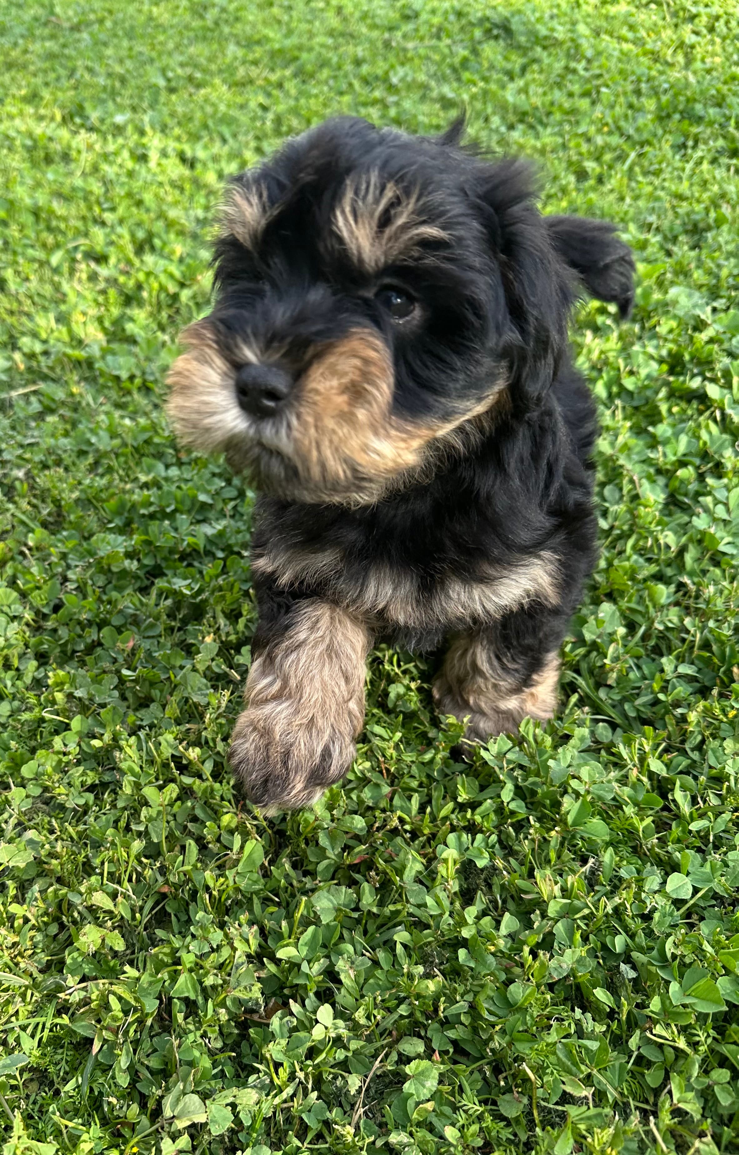 Finn AKC Litter – Miniature Schnauzer puppy for sale in Hemet, CA