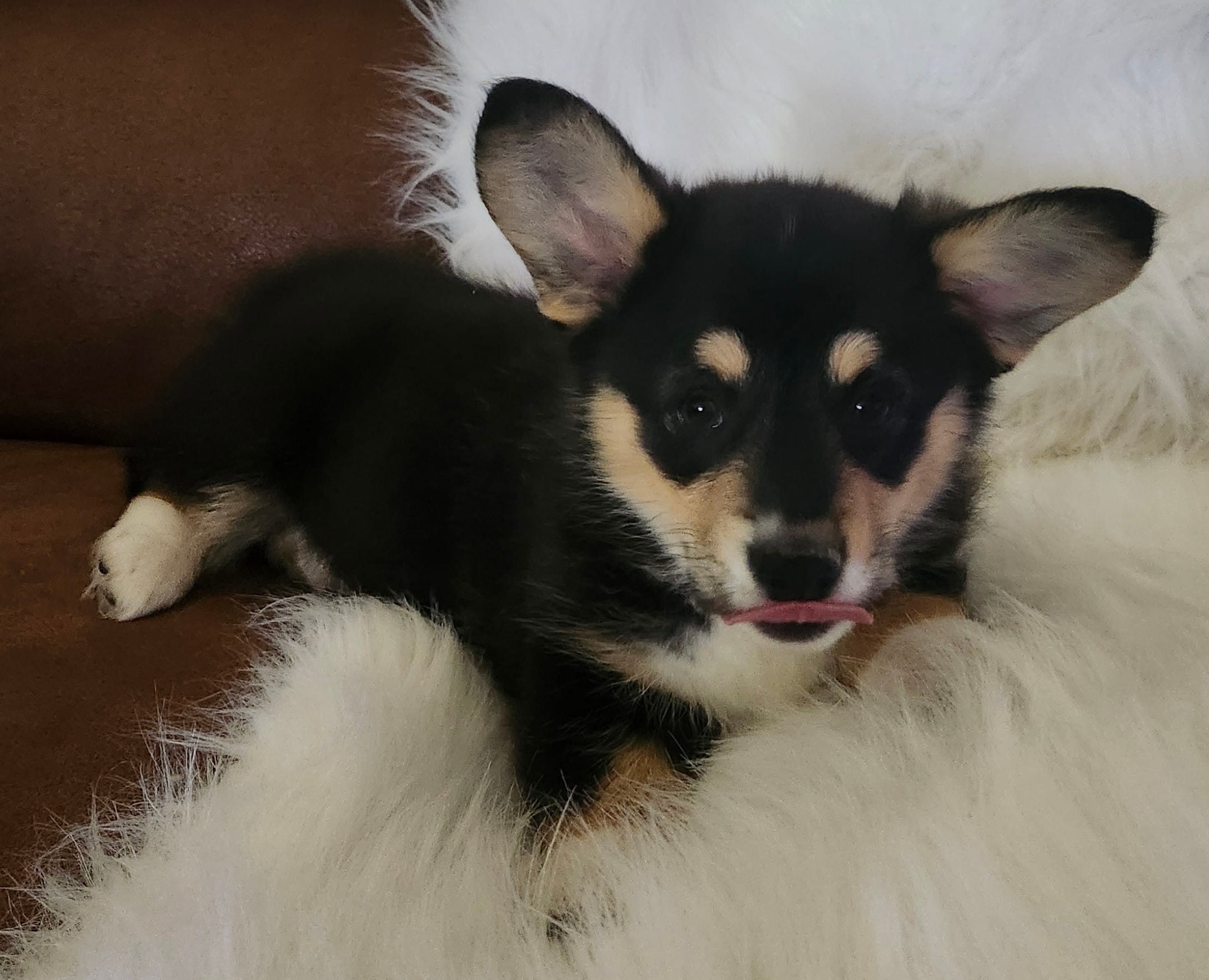 Sky. AKC  Ch. Bloodlines  – Pembroke Welsh Corgi puppy for sale in Hunnewell, MO