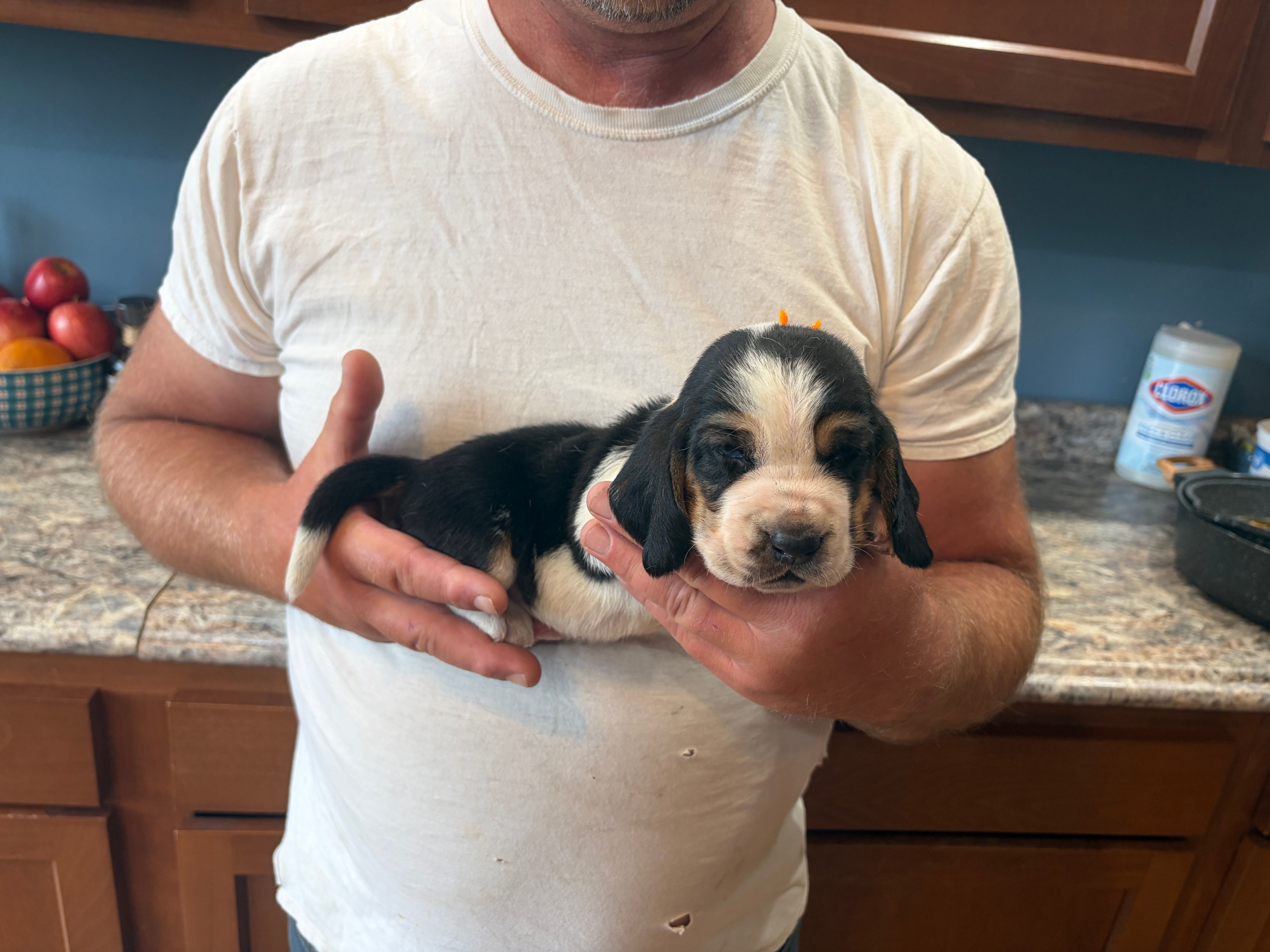 AKC Registered Male #2 – Basset Hound puppy for sale in Macy, IN