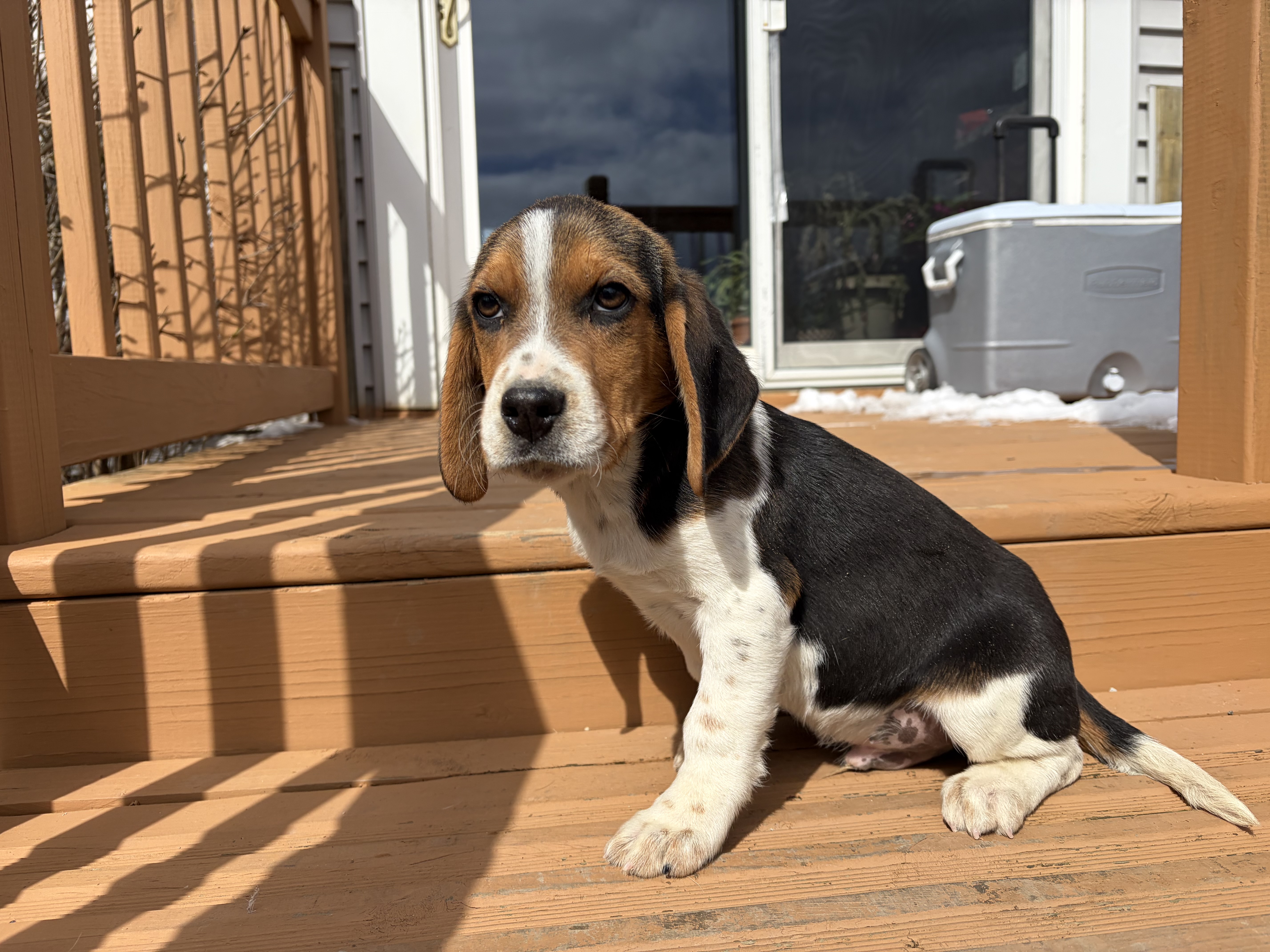 Male#2 – Beagle puppy for sale in Macy, IN