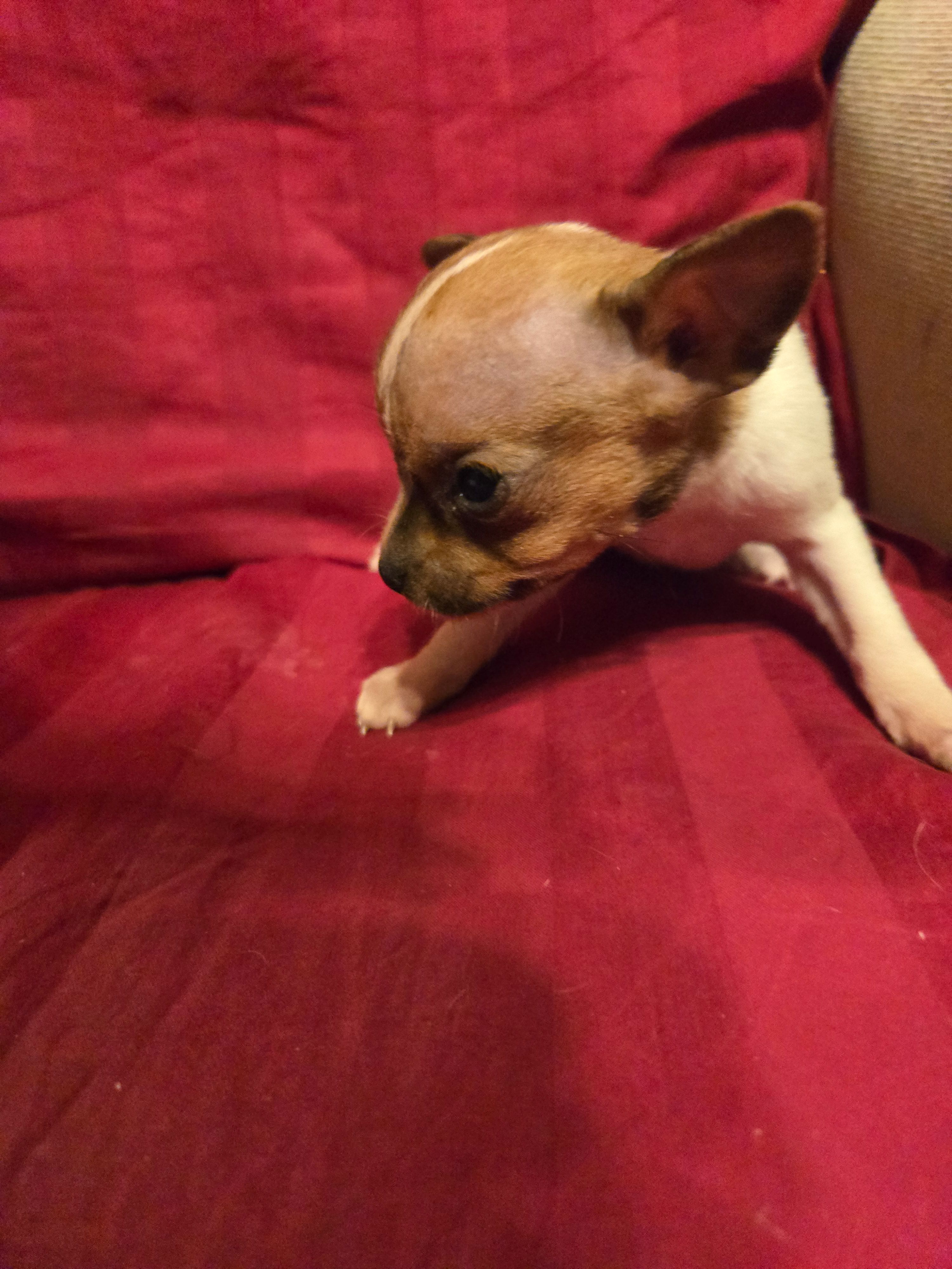 Her name is Pal – Rat Terrier puppy for sale in Stryker, OH