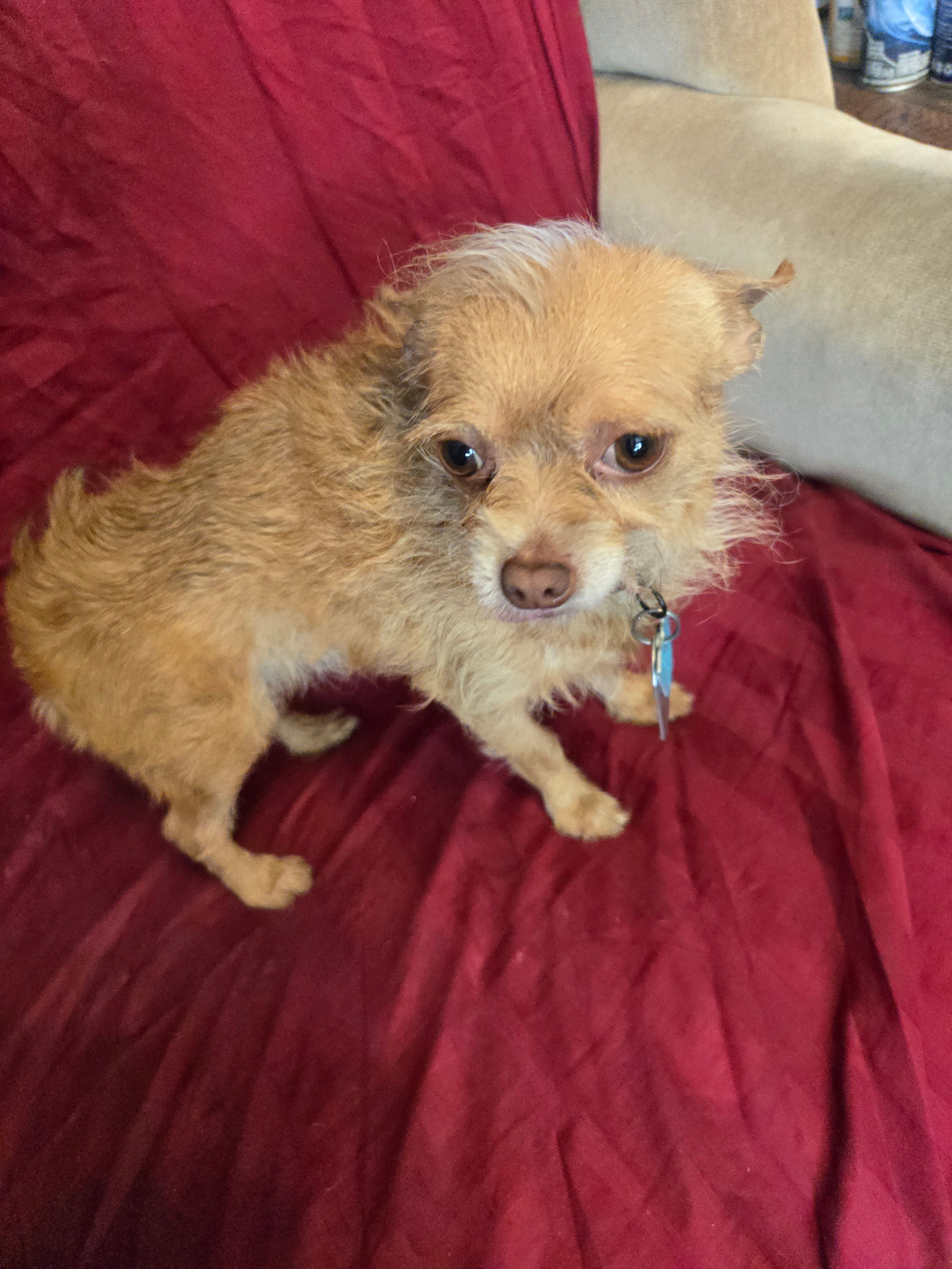 Name is Molly  – Chihuahua, Poodle - Miniature  puppy for sale in Stryker, OH