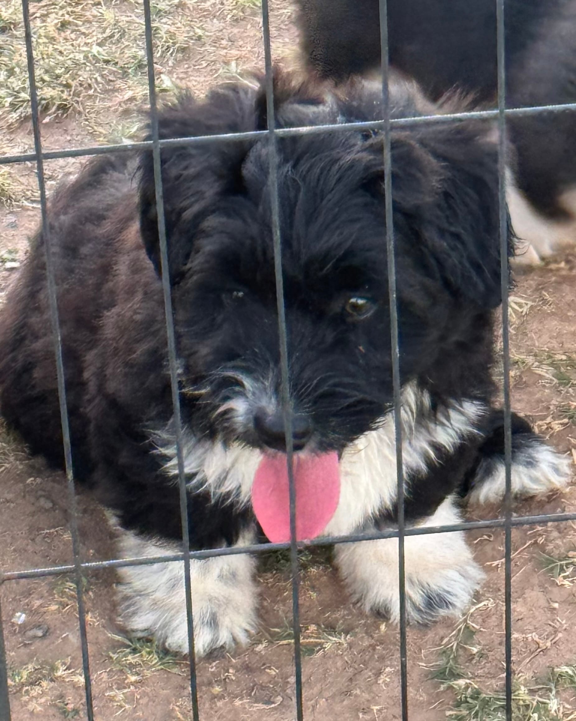 Pearl – Pembroke Welsh Corgi, Aussiedoodle puppy for sale in Porum, OK