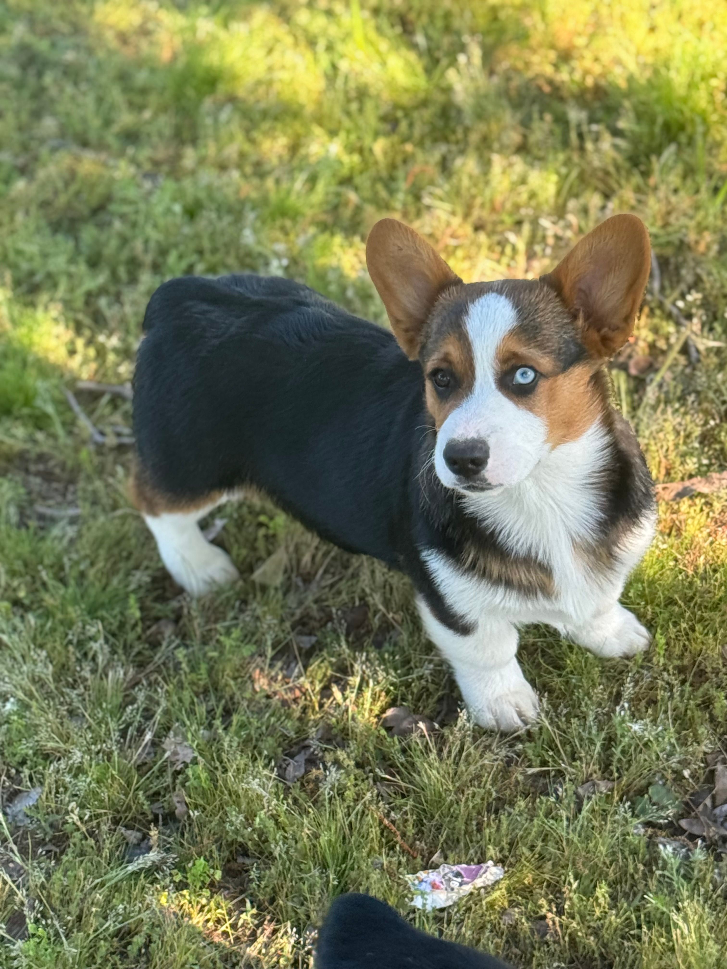 Denim – Cardigan Welsh Corgi, Pembroke Welsh Corgi puppy for sale in Porum, OK