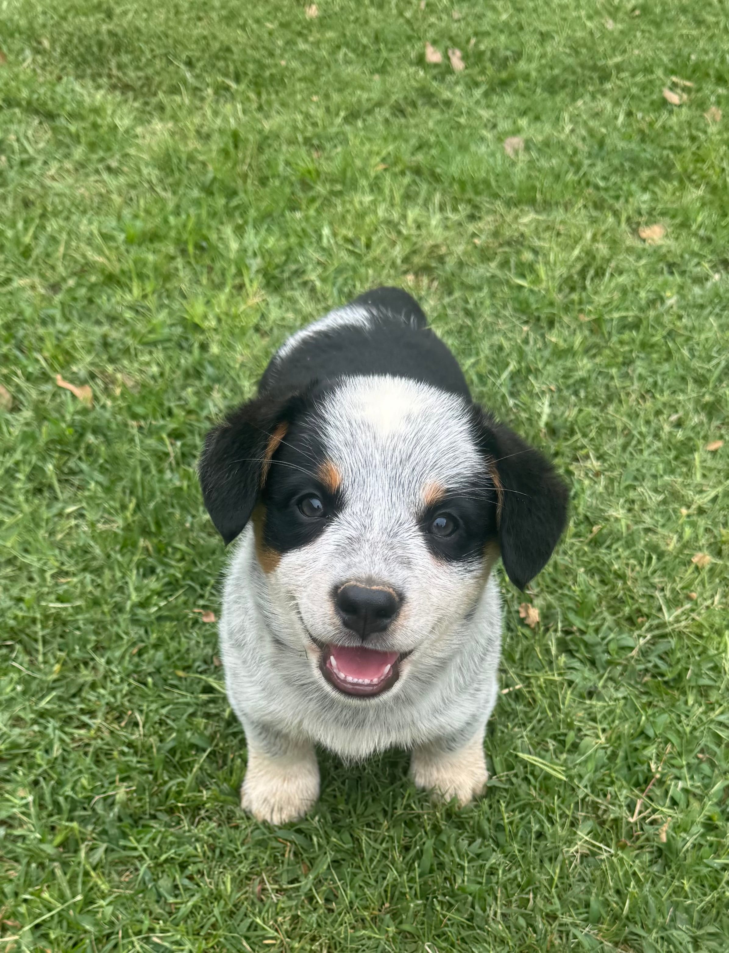 Bella – Australian Cattle Dog puppy for sale in Porum, OK