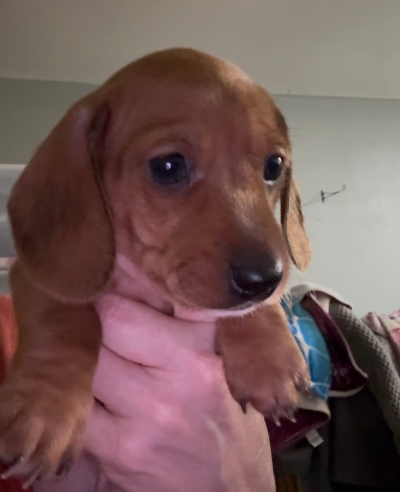 Jack – Miniature Dachshund puppy for sale in Gulf Breeze, FL