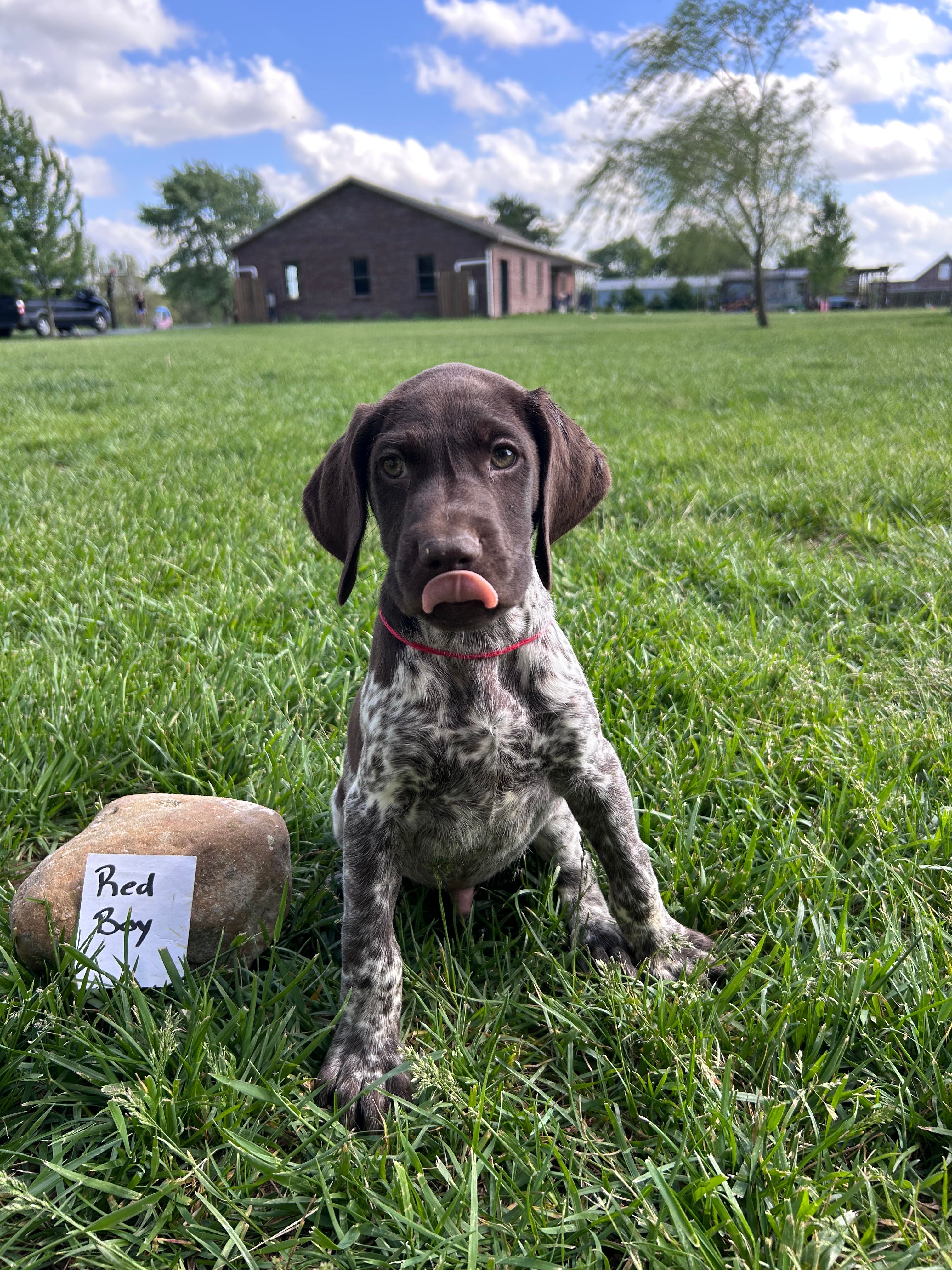 Red Boy – German Shorthaired Pointer puppy for sale in Hillsboro, OH