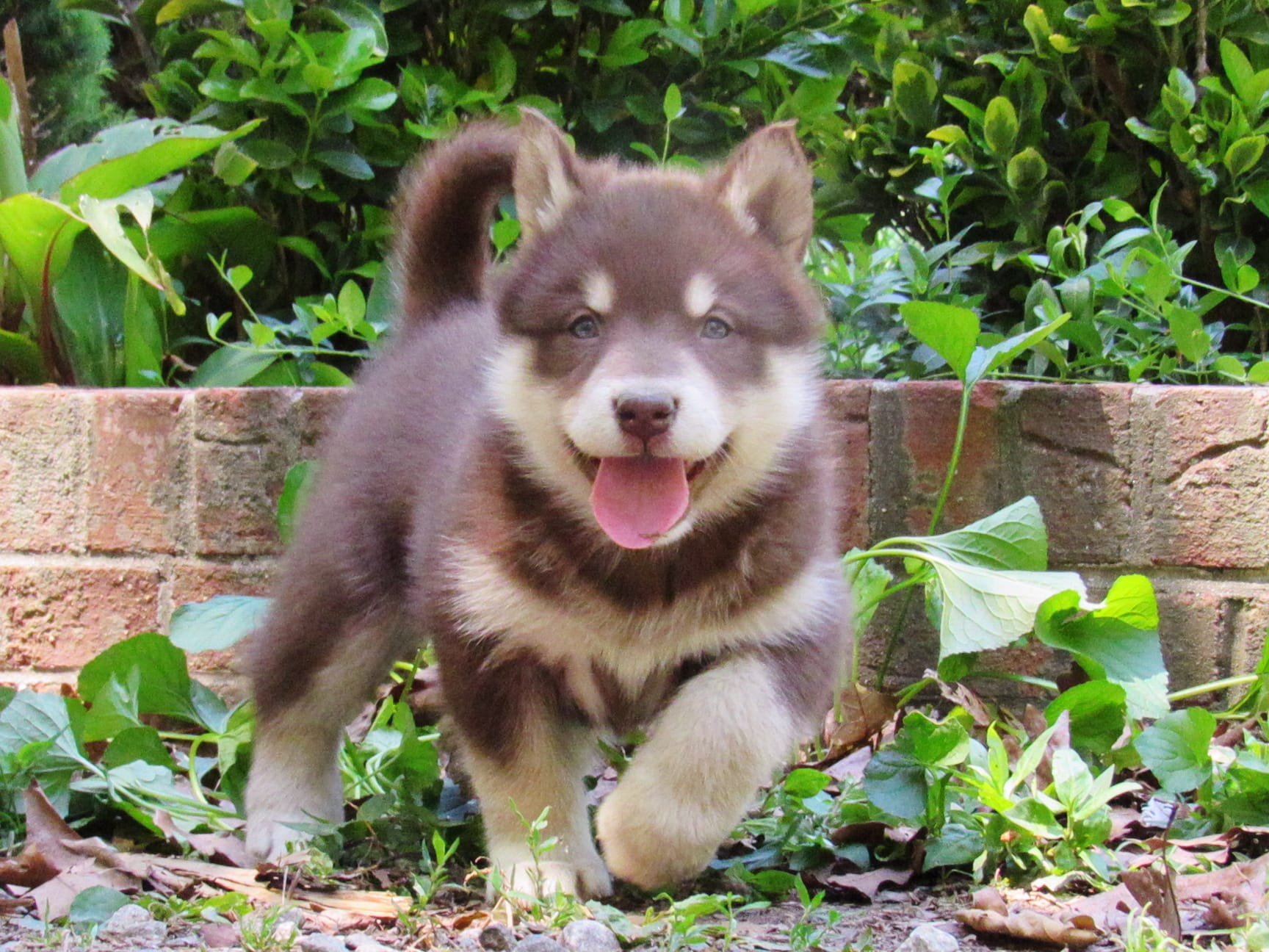 Rosie  – Alaskan Malamute puppy for sale in Keysville, VA