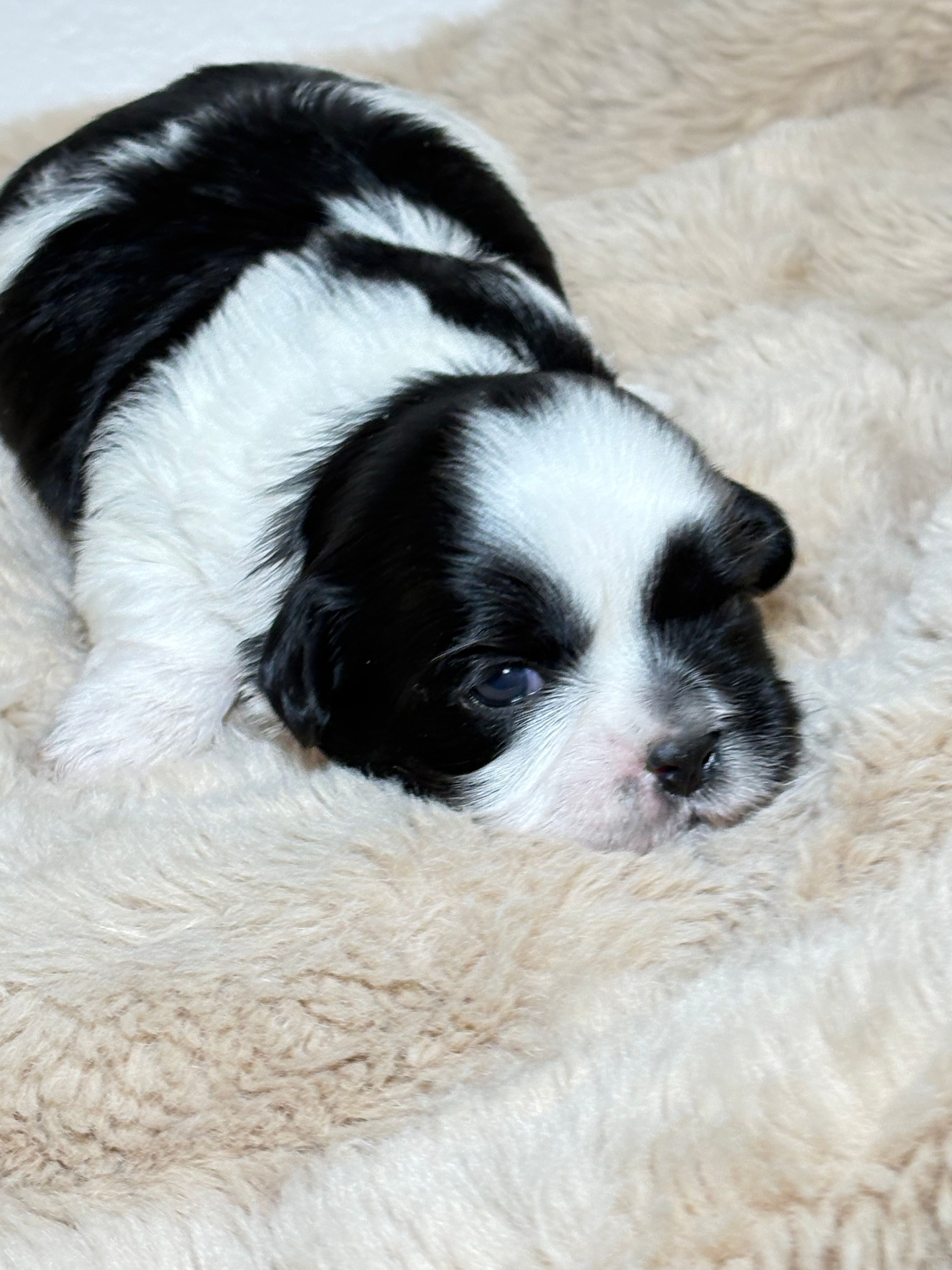 Max  – Shih Tzu puppy for sale in Phoenix, AZ