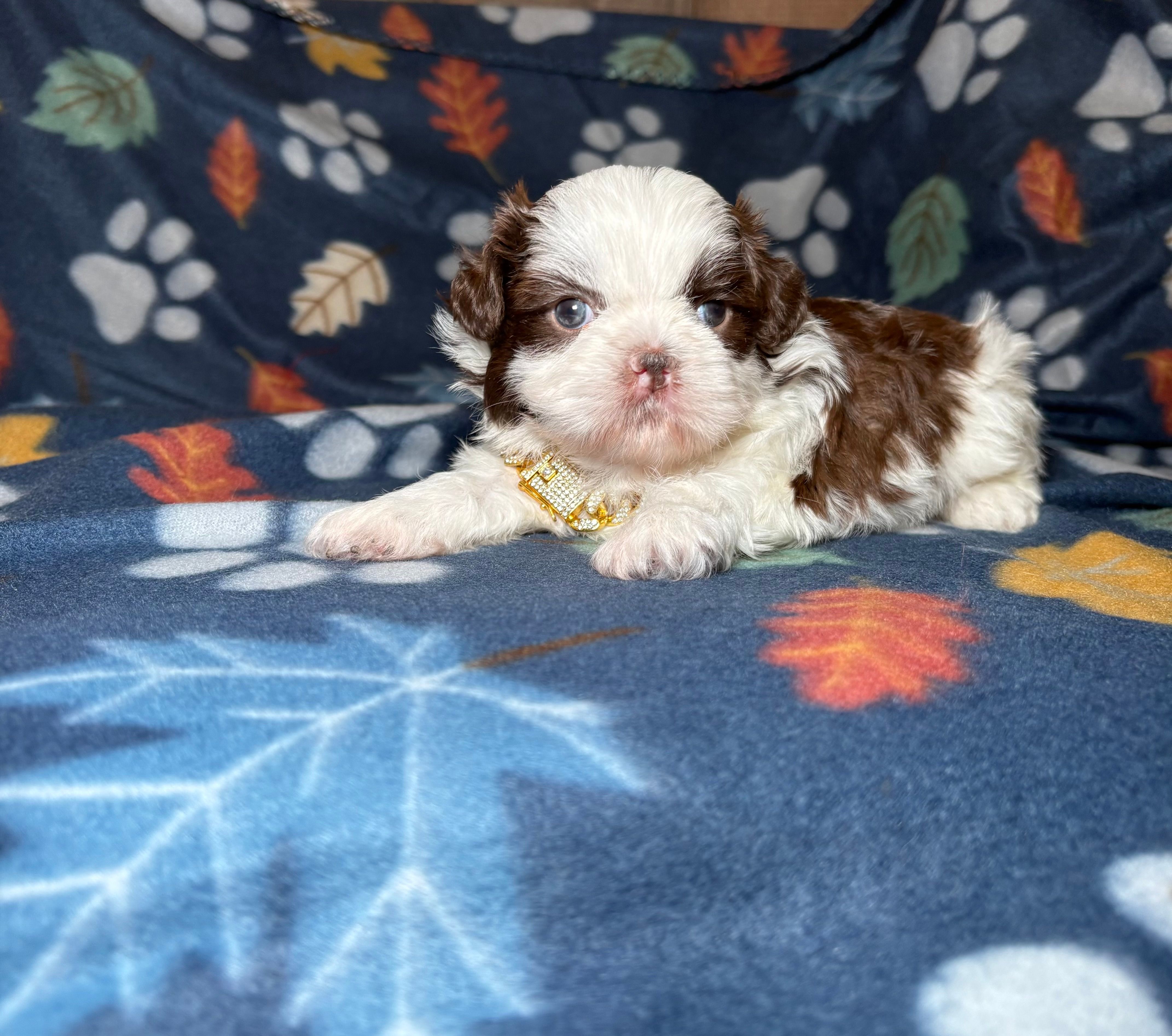 Cooper – Shih Tzu puppy for sale in Phoenix, AZ